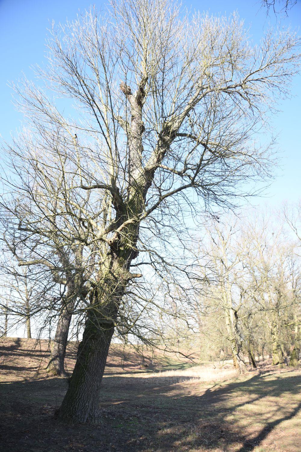 Fraxinus pennsylvanica