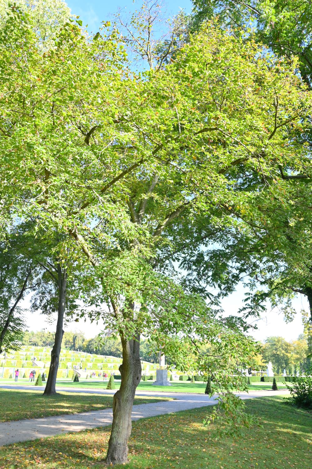 Tilia platyphyllos 'Laciniata' - Potsdam, Sanssouci - 2020