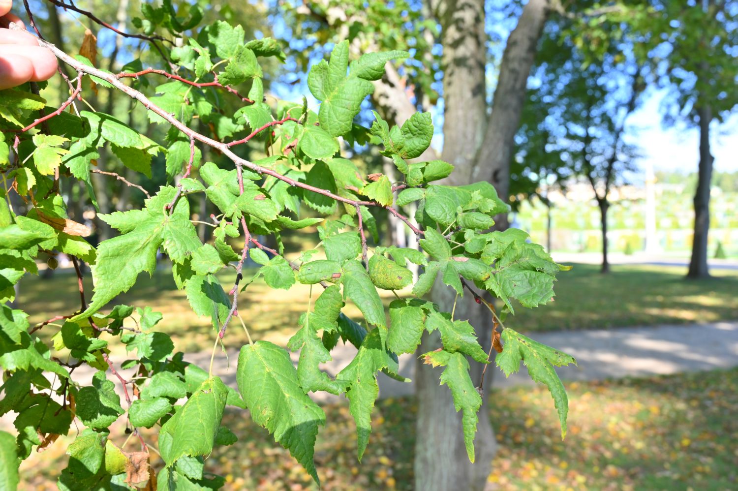 Tilia platyphyllos 'Laciniata' - Potsdam, Sanssouci - 2020