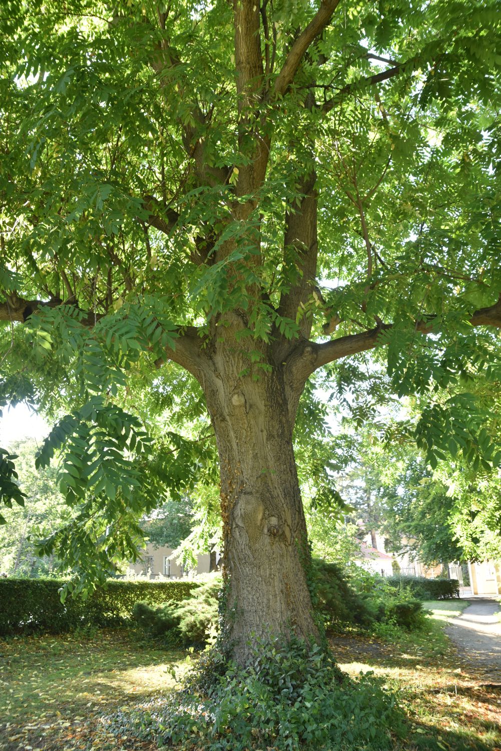Juglans cinerea - Berlin-Niederschönhausen - 2018
