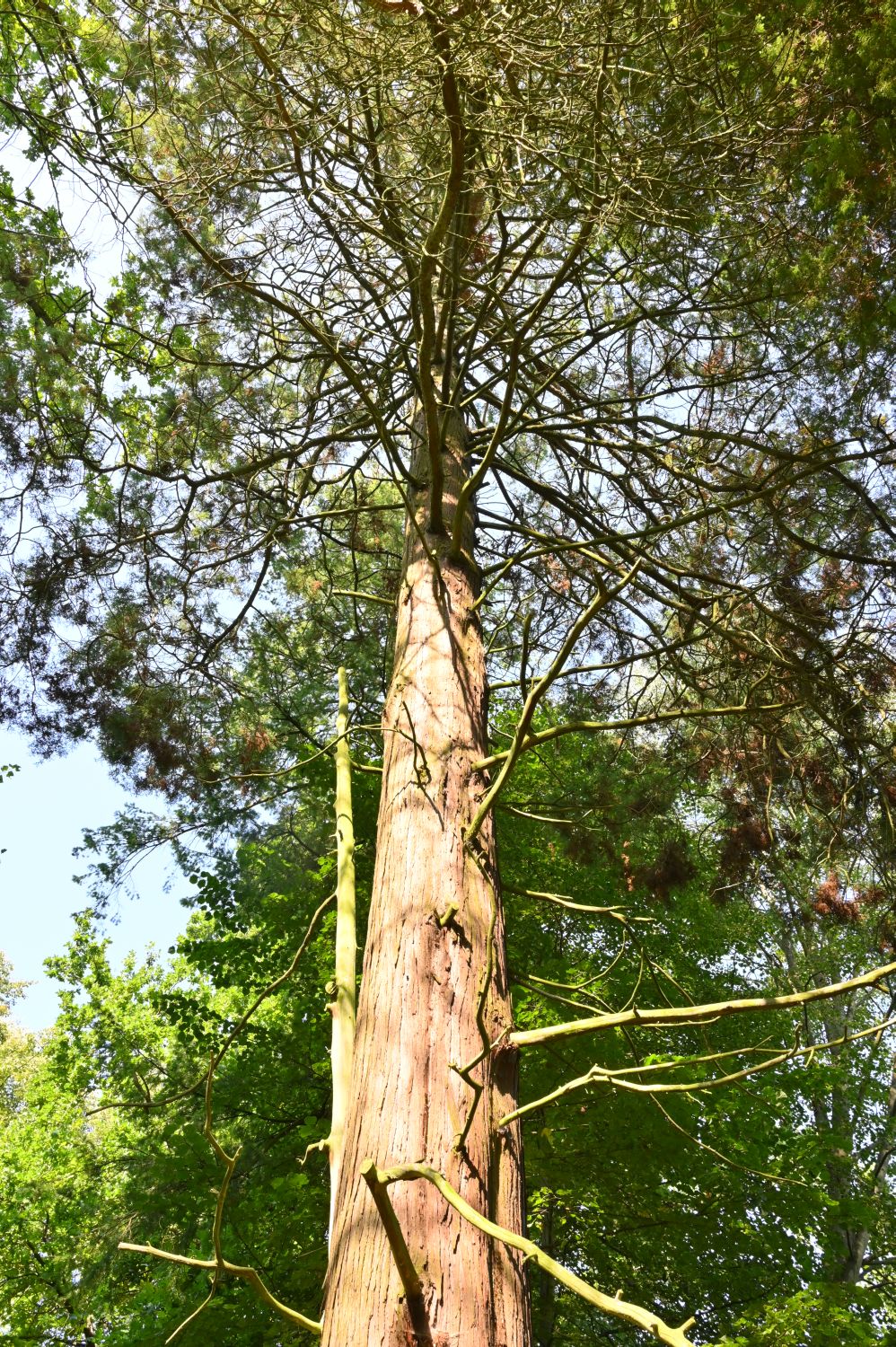 'Squarrosa' Chamaecyparis pisifera