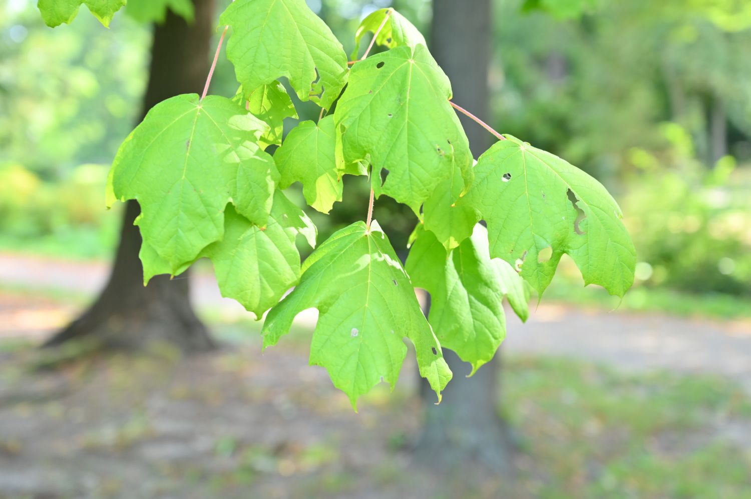 Acer saccharum subsp. nigrum - Kroppen - September 2020
