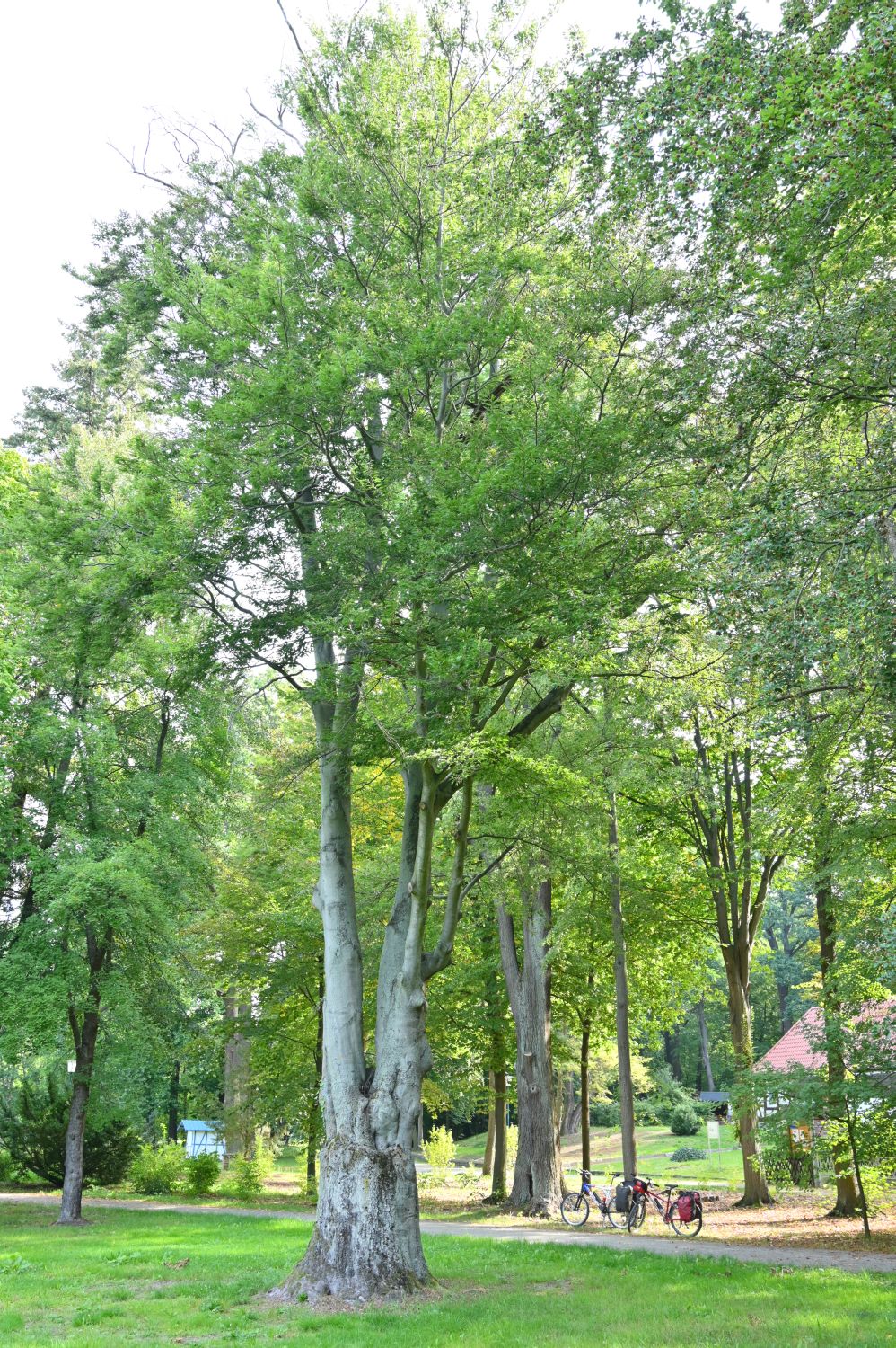 Fagus sylvatica 'Asplenifolia' - Kroppen - September 2020