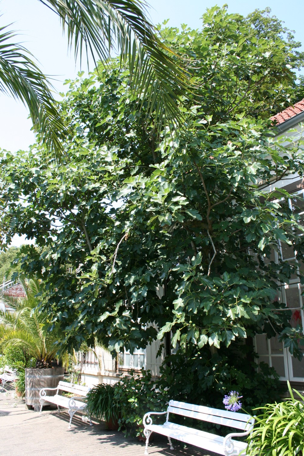 carica Ficus