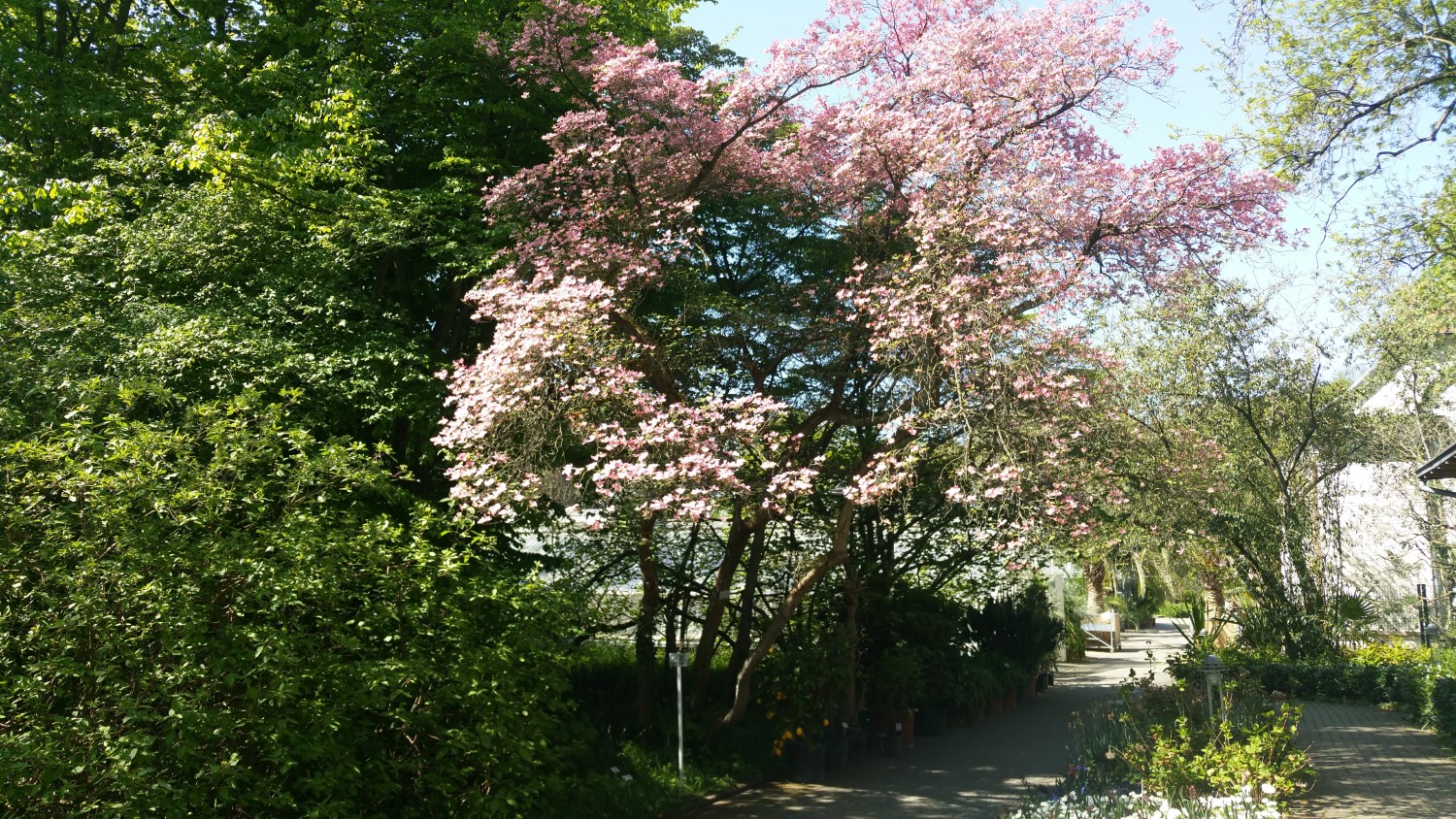 'Rubra' Cornus florida