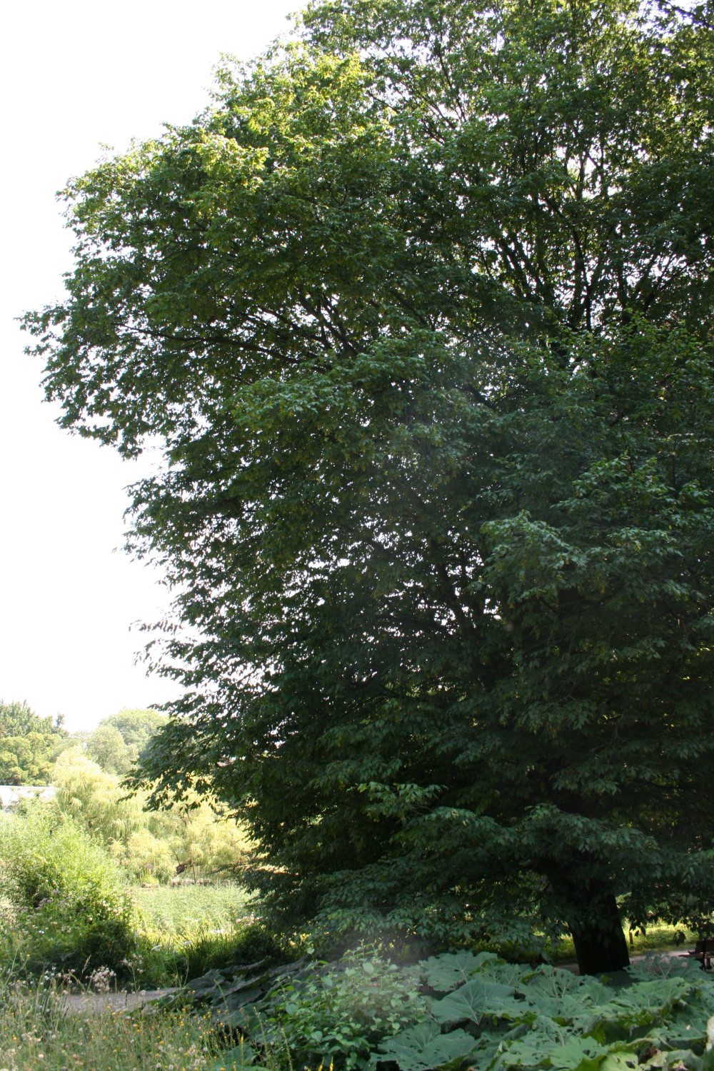 'Quercifolia' betulus Carpinus