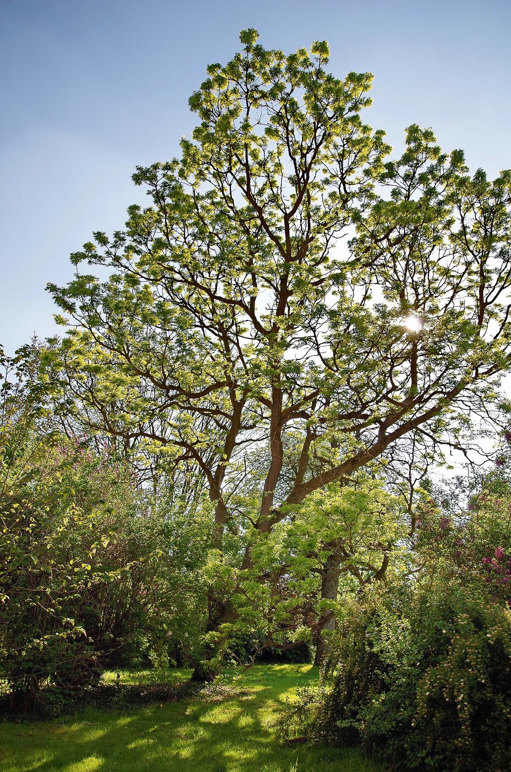 amurense Phellodendron