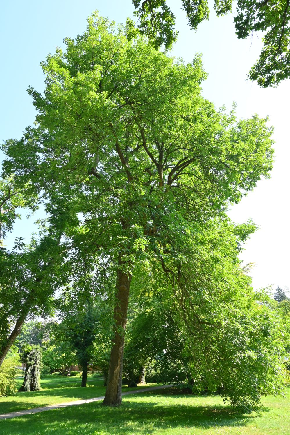 Fraxinus pennsylvanica - Schwerin, Schlosspark - 2020