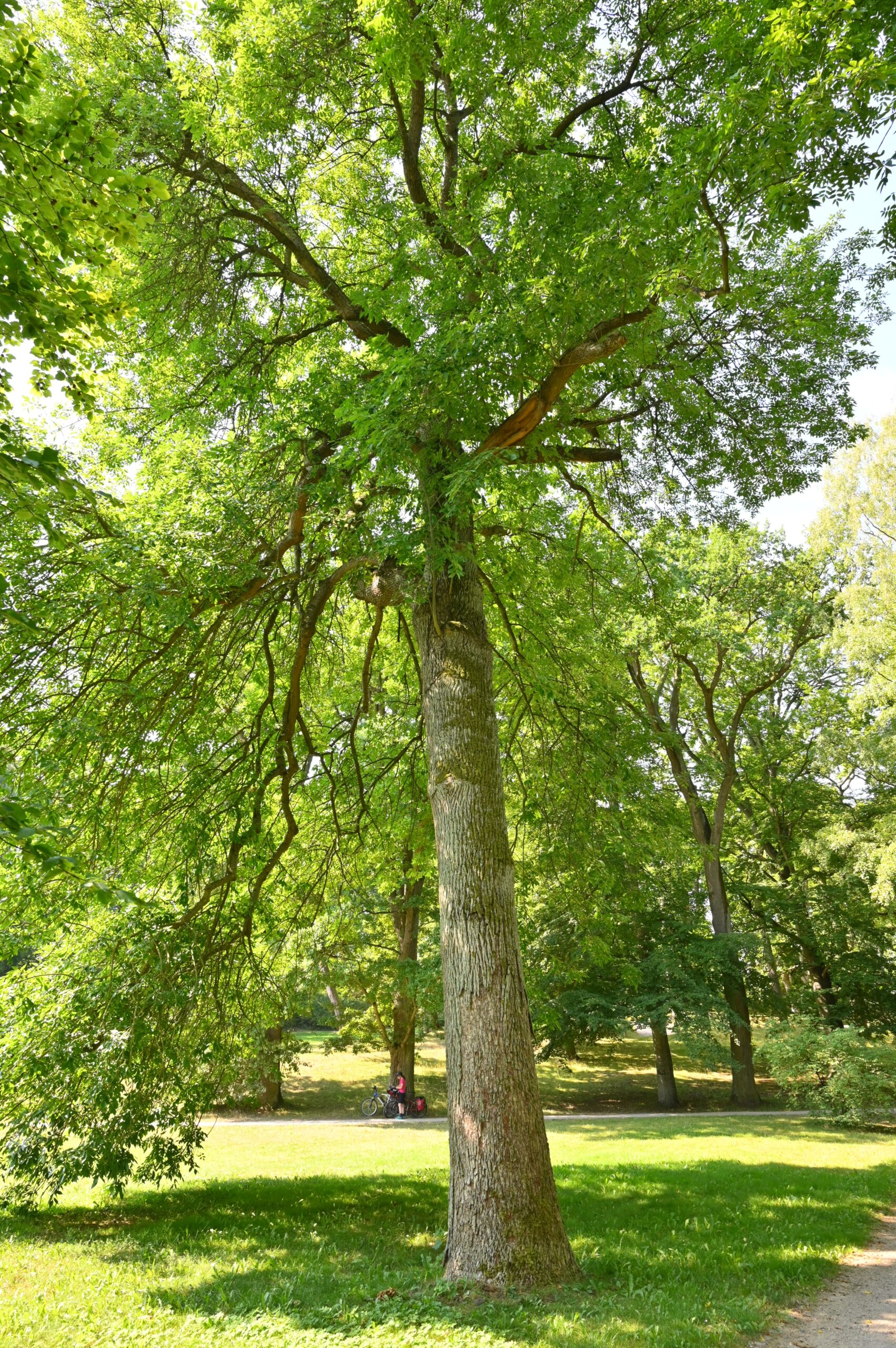 Fraxinus pennsylvanica - Schwerin, Schlosspark - 2020