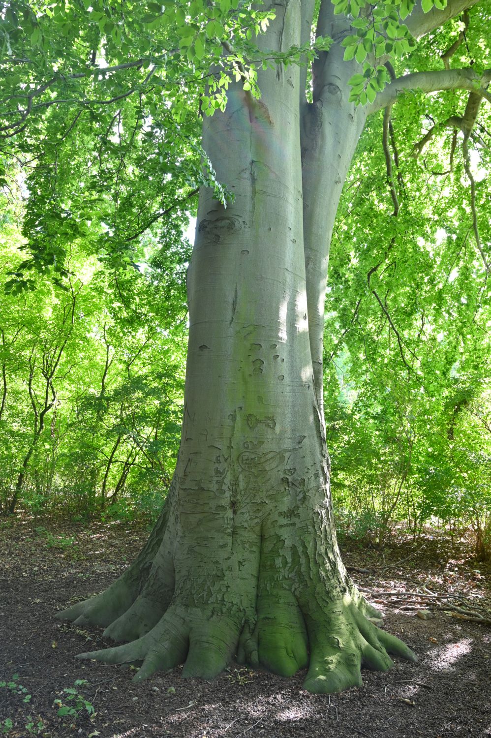 Fagus sylvatica