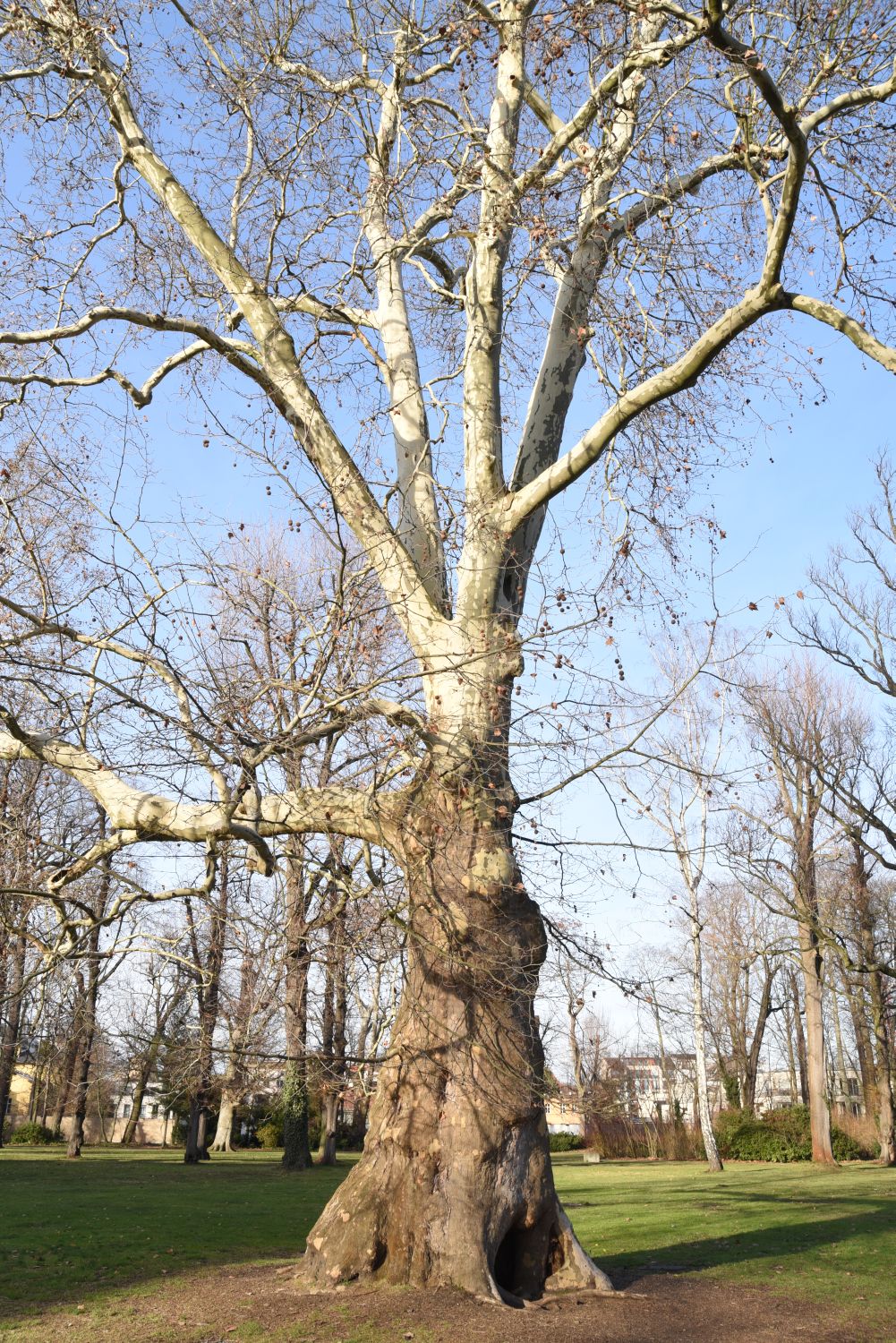 × hispanica Platanus