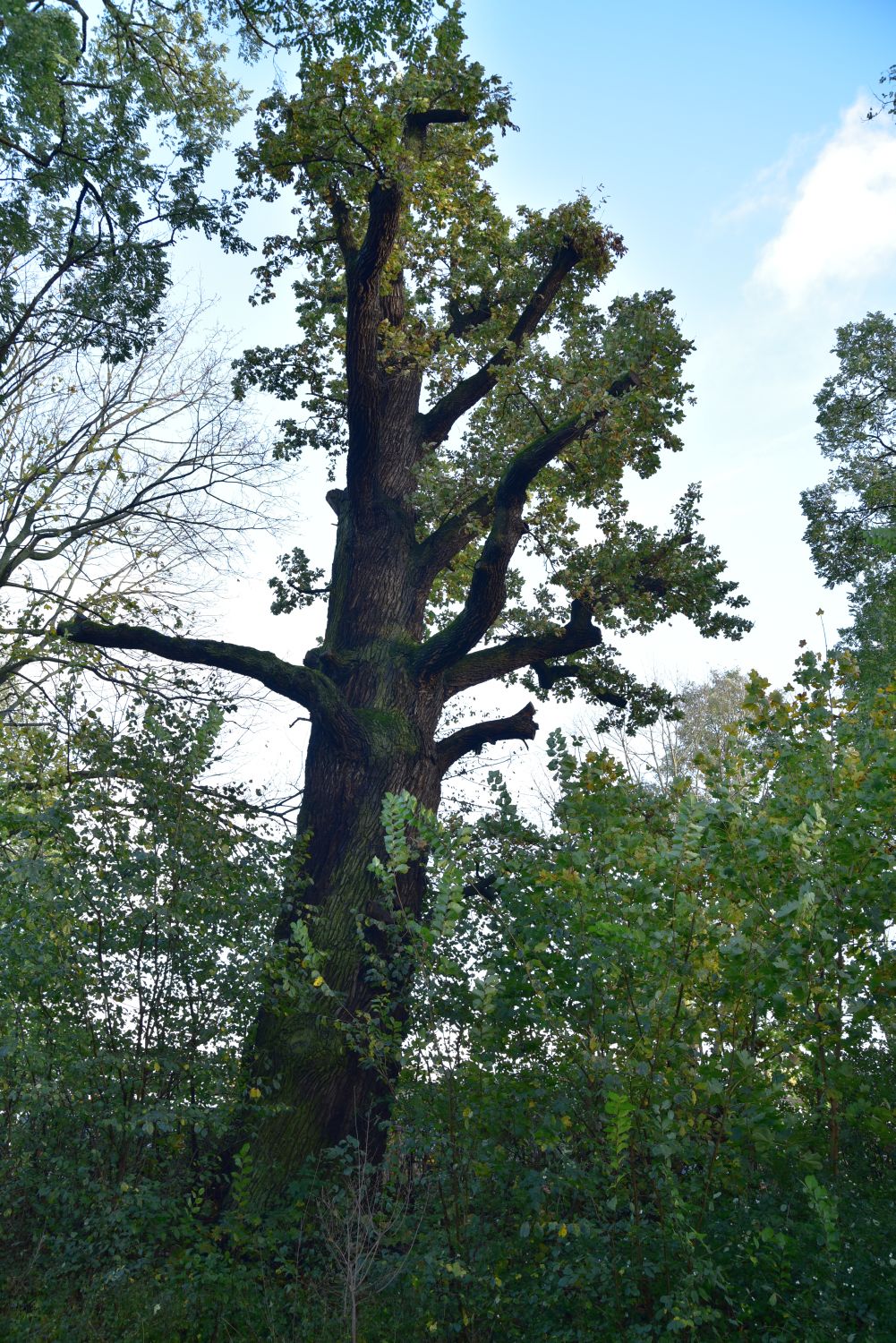 Quercus robur - Berlin Niederschönhausen - 2017