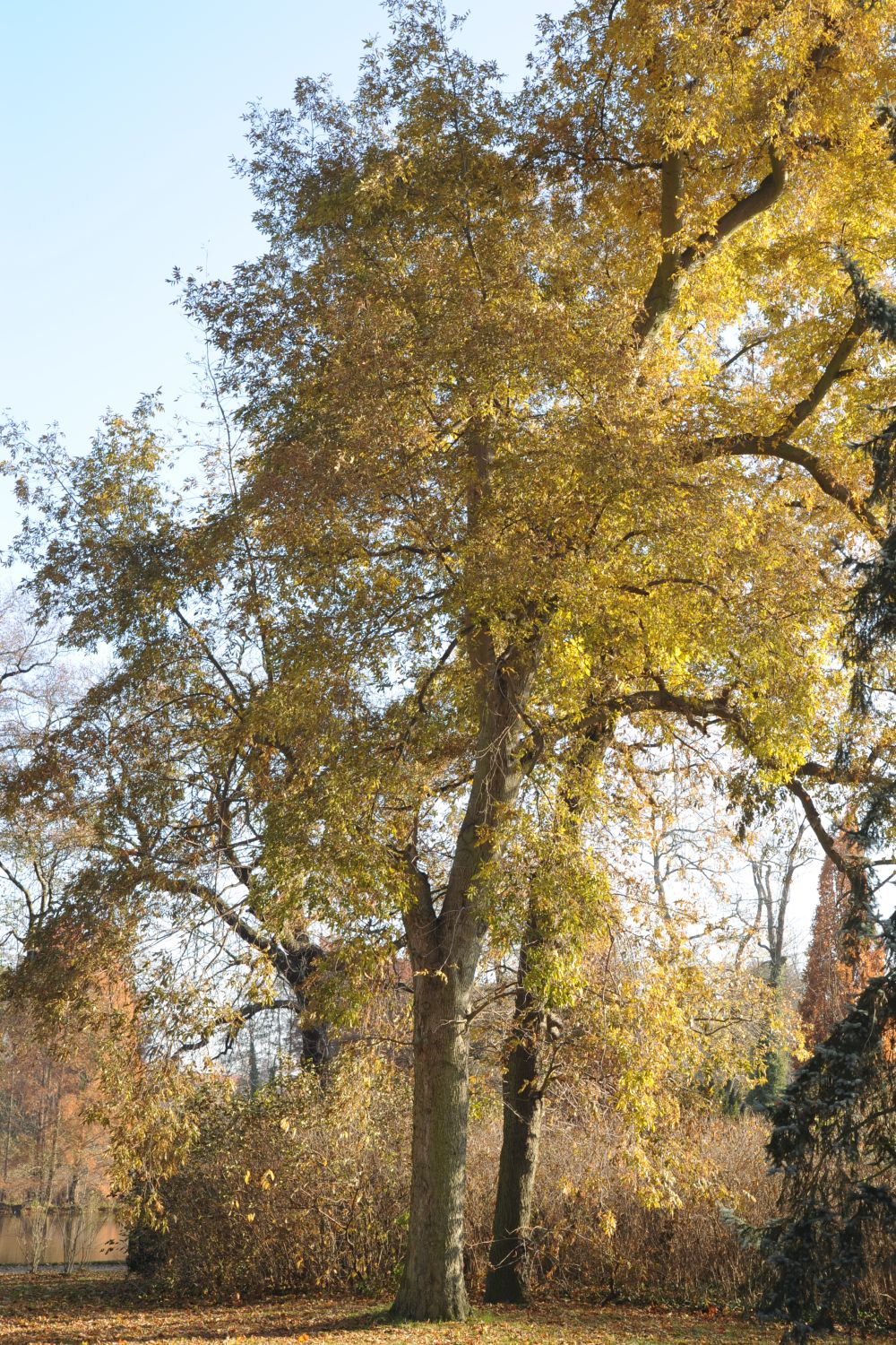 Carya cordiformis - Potsdam-Sanssouci, Charlottenhof - 2012