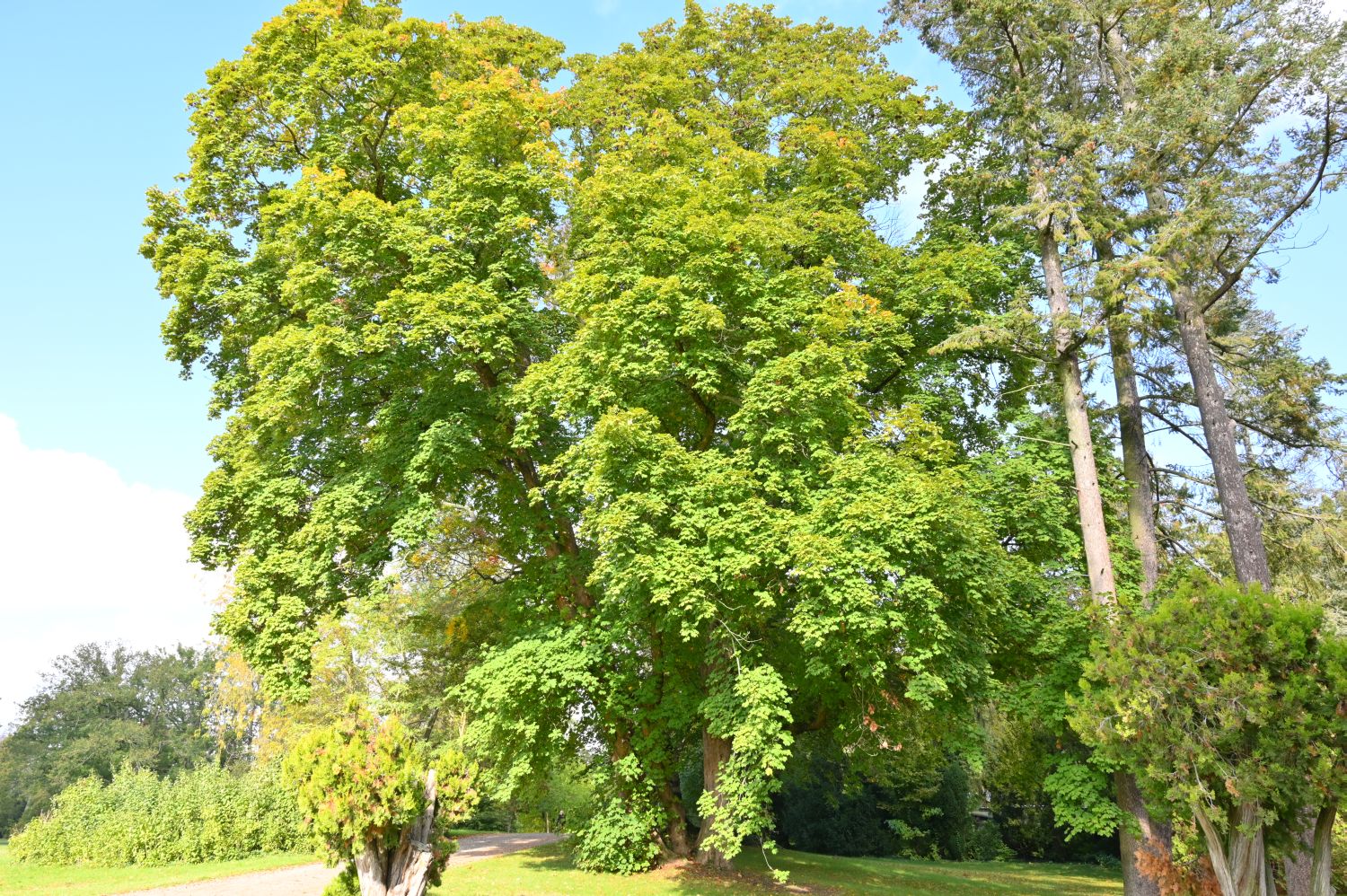 Acer opalus subsp. obtusatum