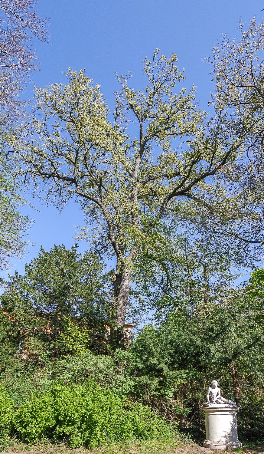Ulmus americana - Potsdam, Marly-Garten - 2020