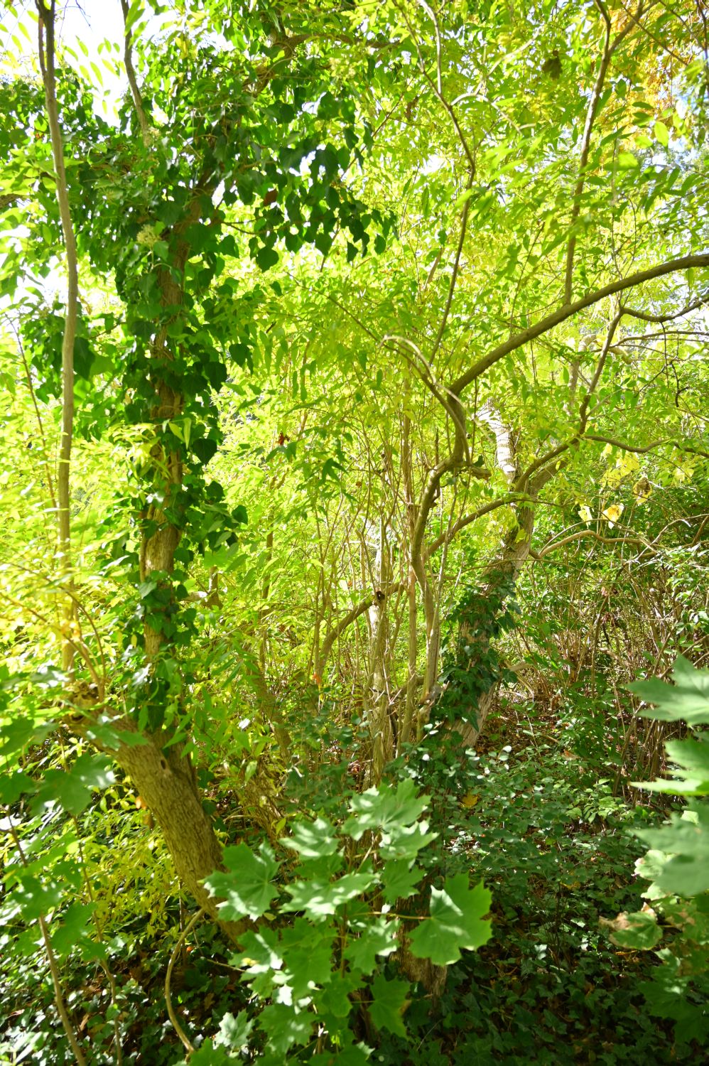 Fontanesia fortunei - Potsdam, Teehaus - 2020