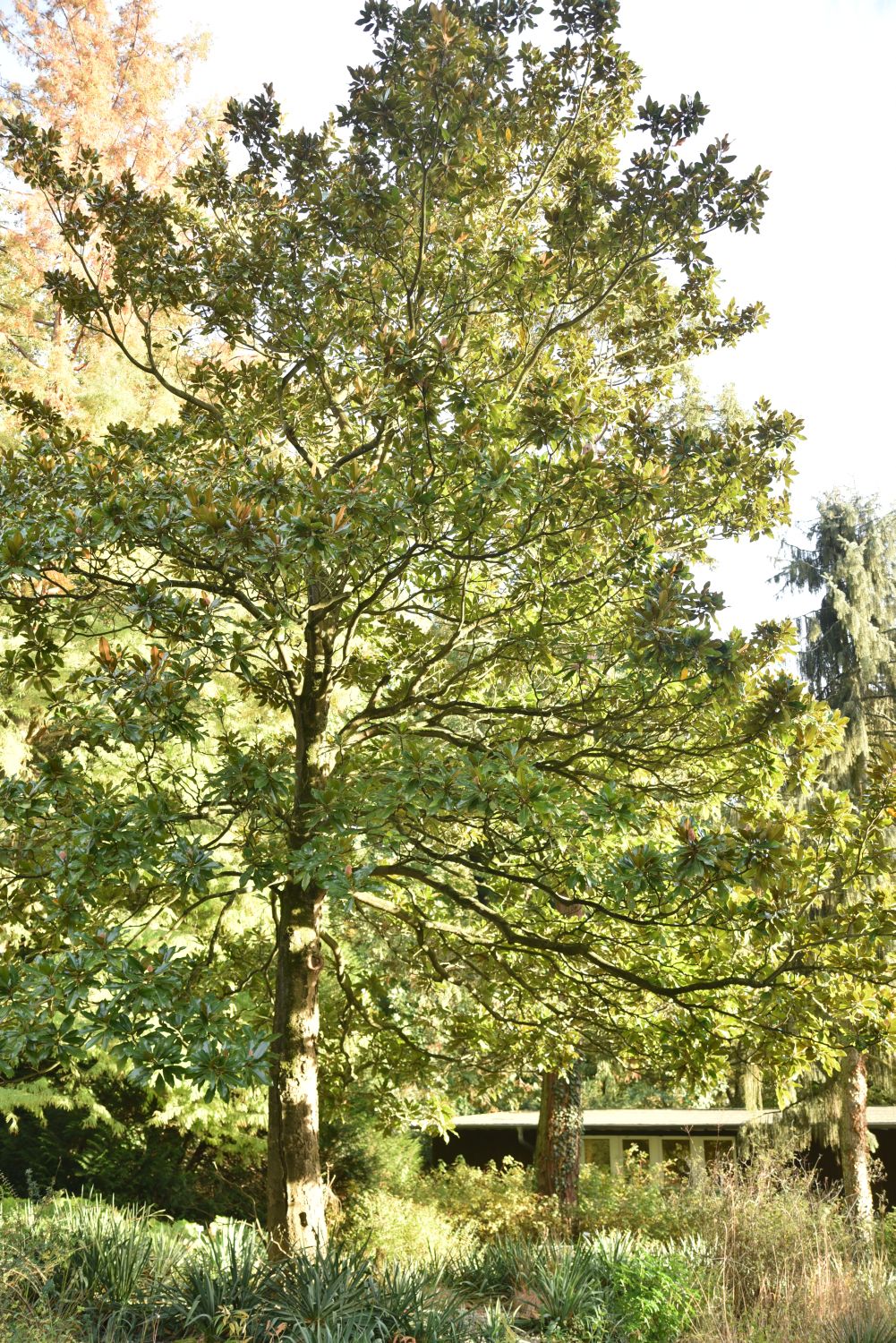 grandiflora Magnolia