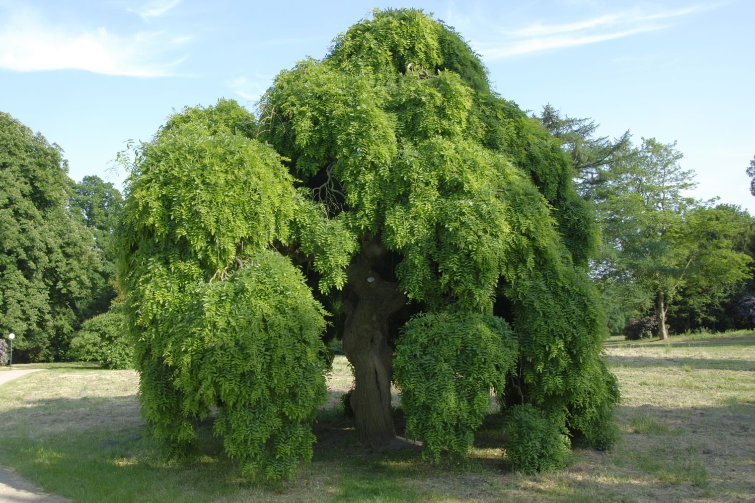 'Pendulum' japonicum Styphnolobium