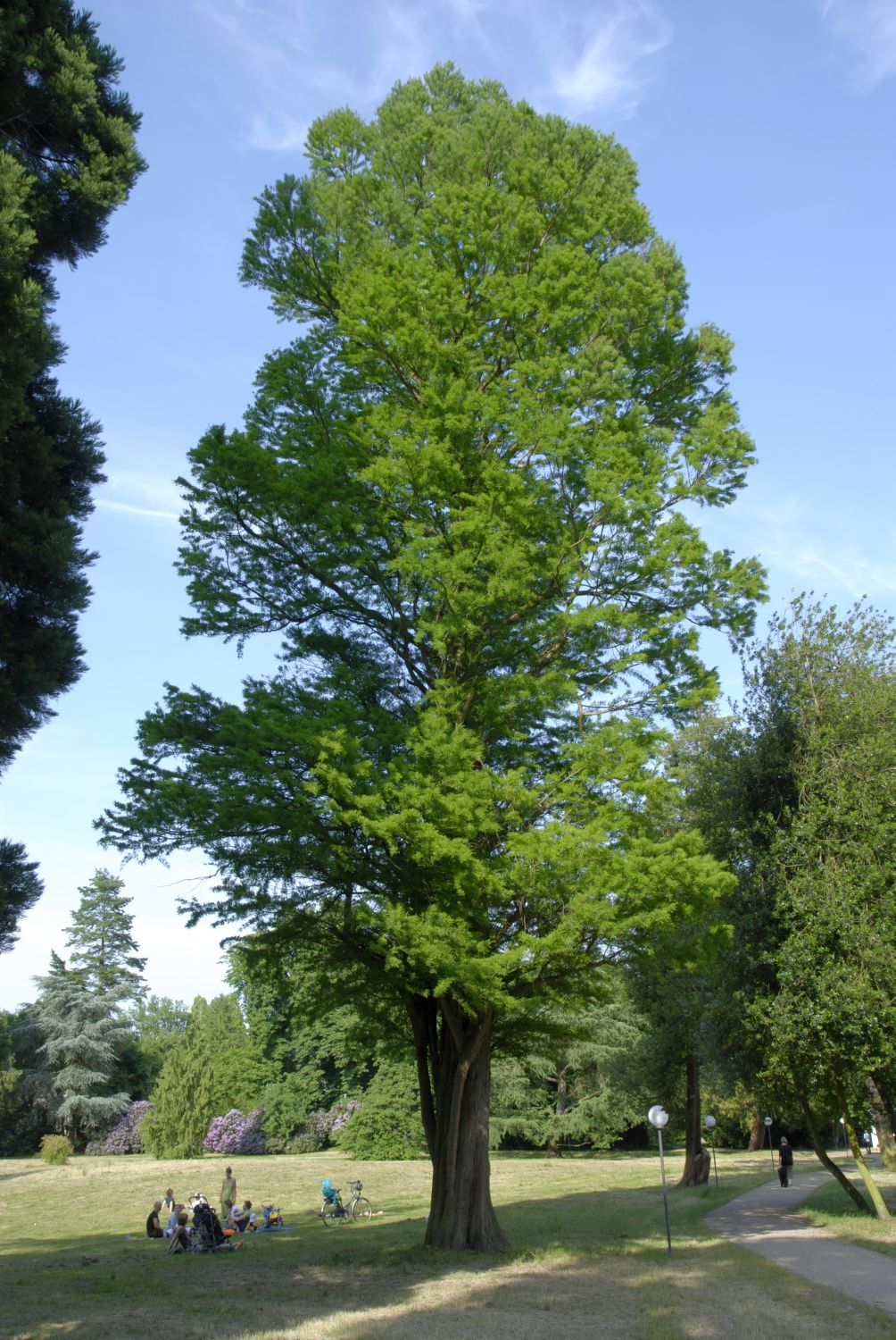 distichum Taxodium
