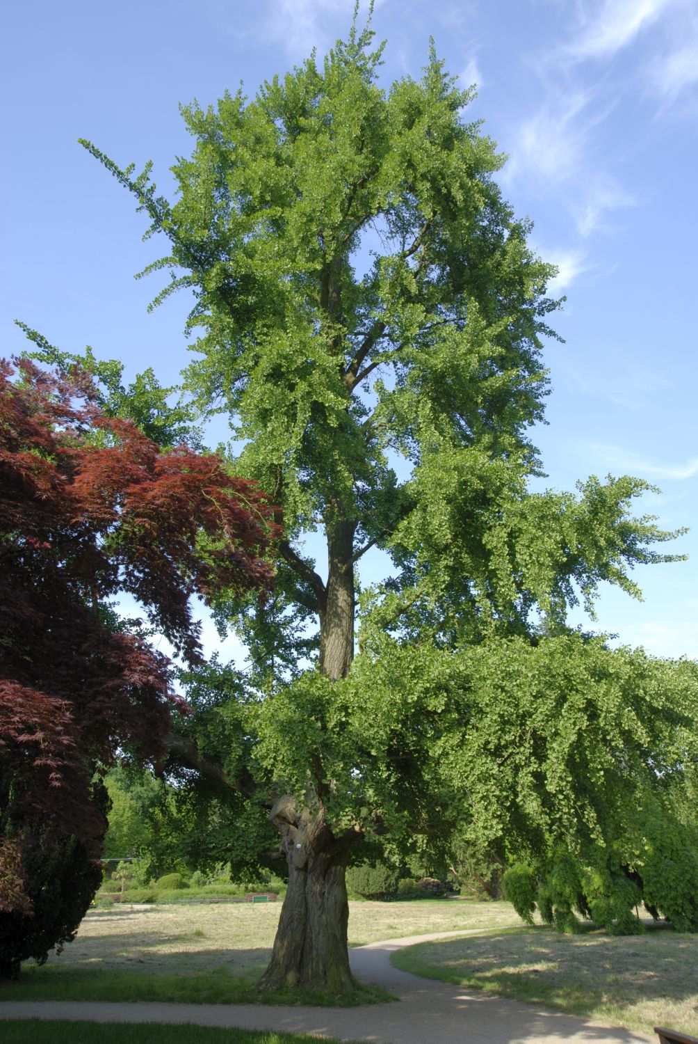 biloba Ginkgo
