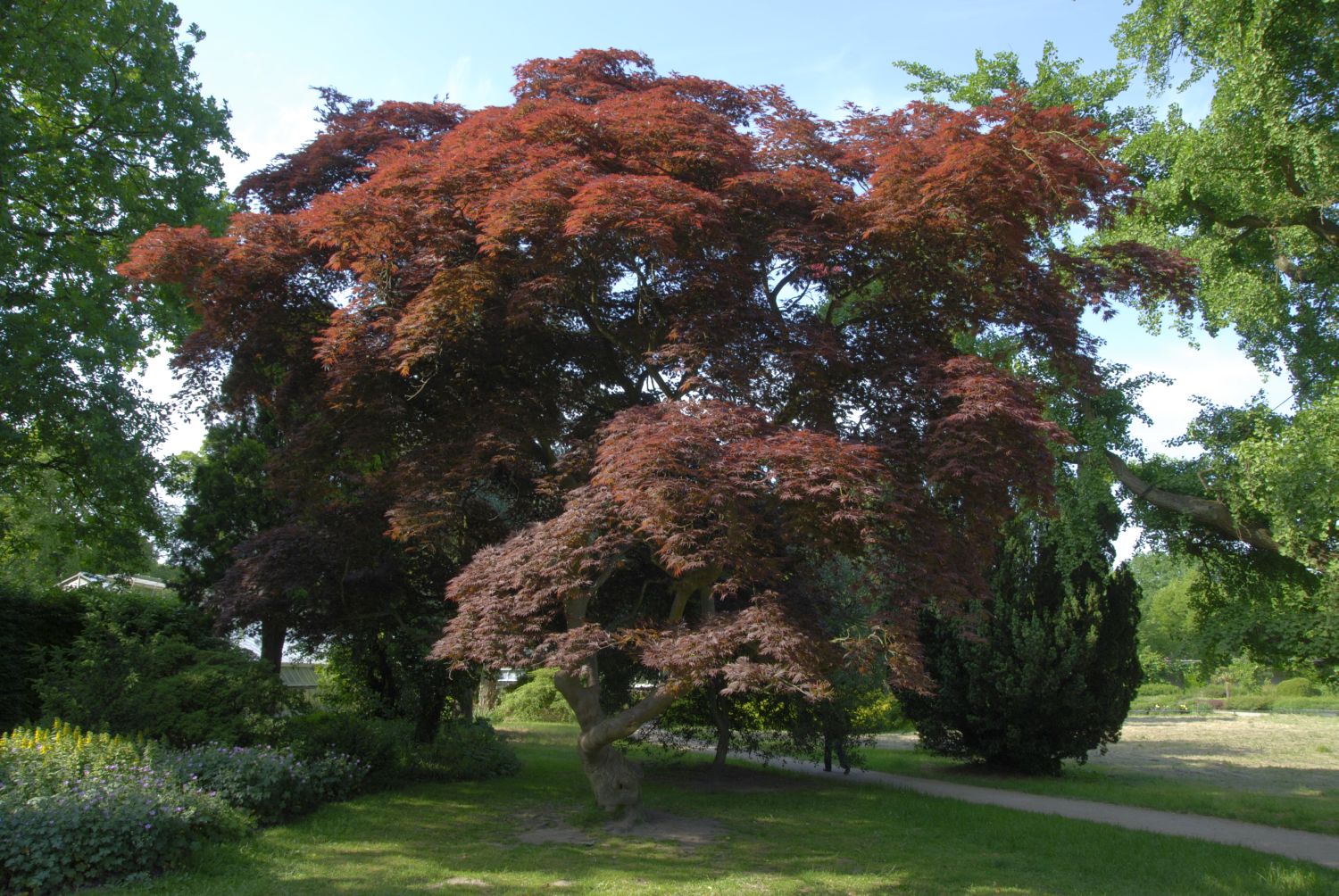 'Atropurpureum' Acer palmatum