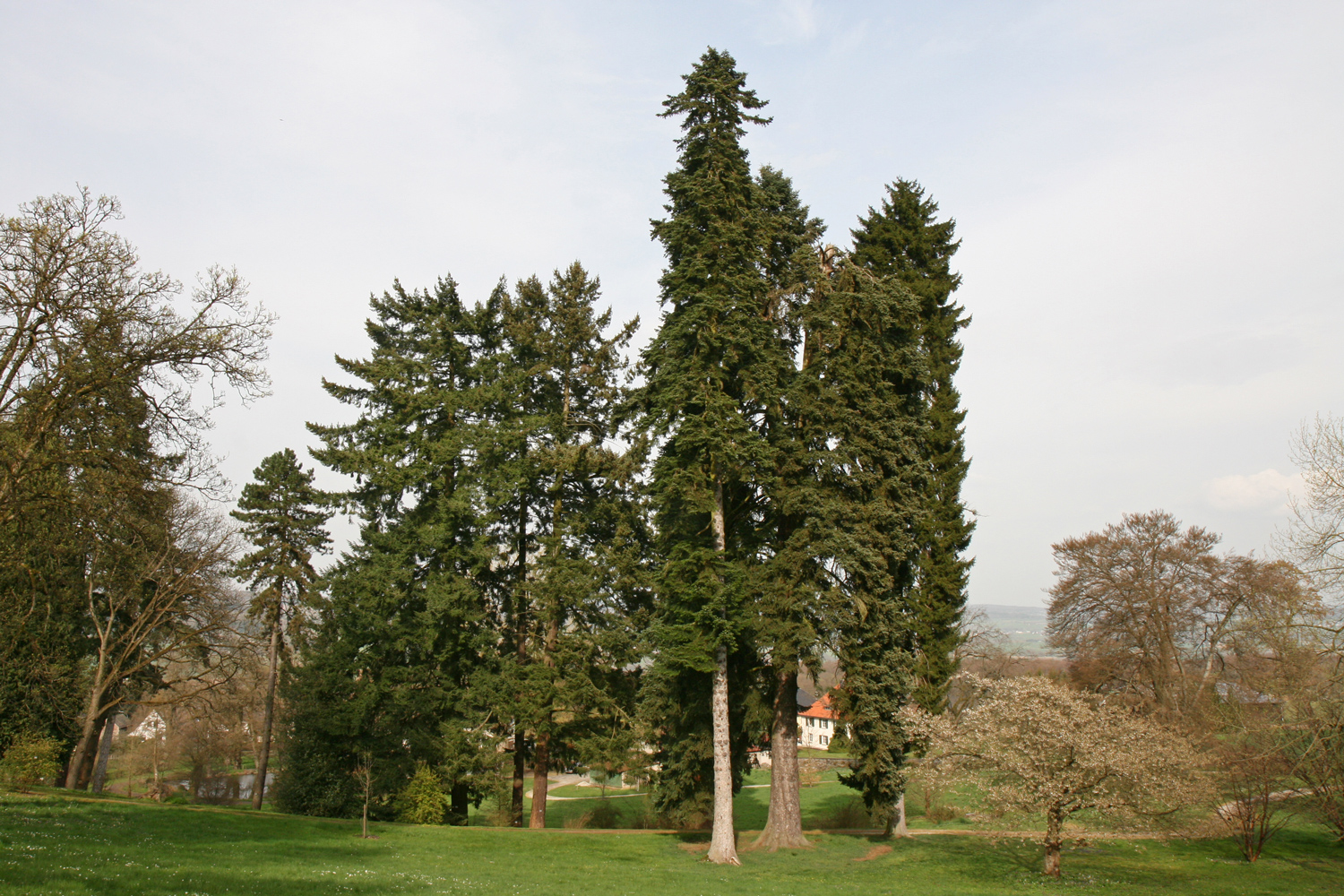 Abies alba - Wallmerod-Molsberg - April 2014