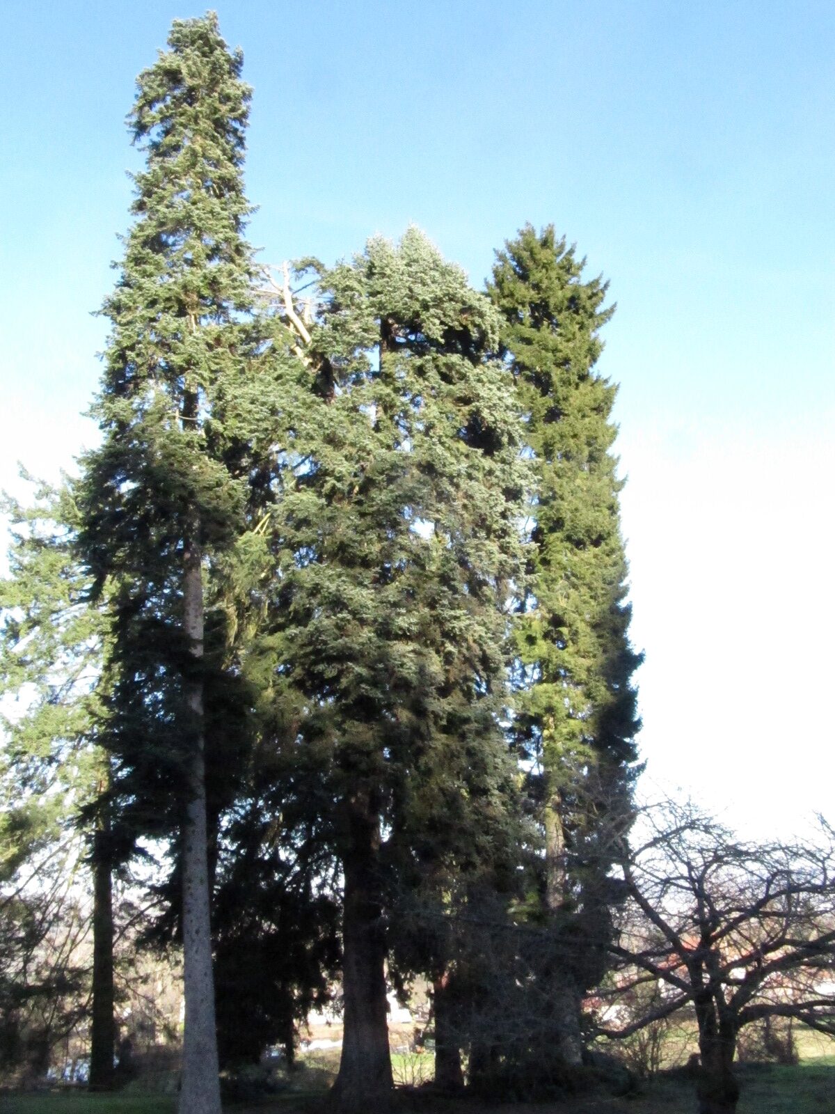 Abies nordmanniana subsp. equi-trojani