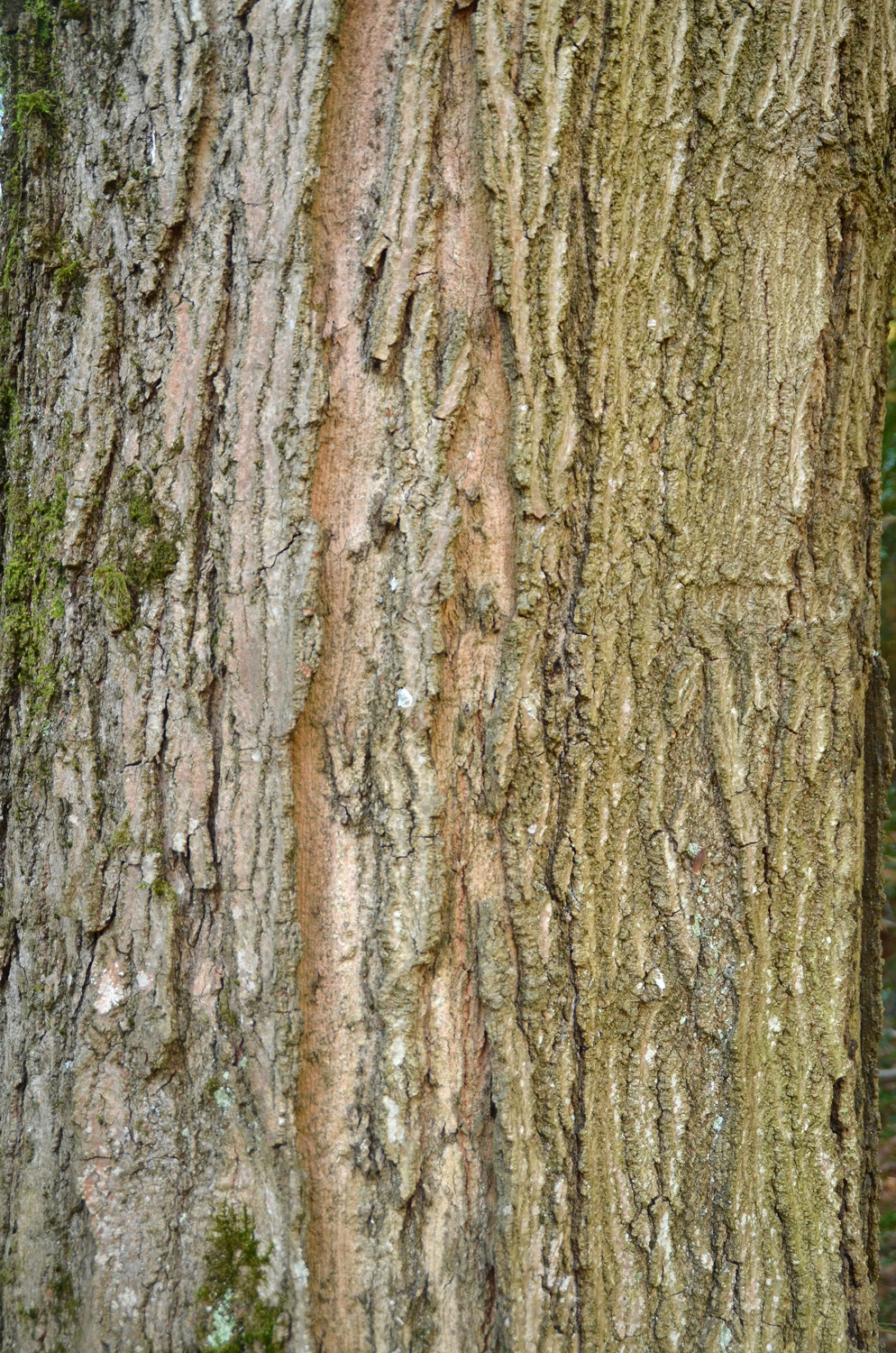 Acer saccharum - Arboretum Florianswald - März 2021