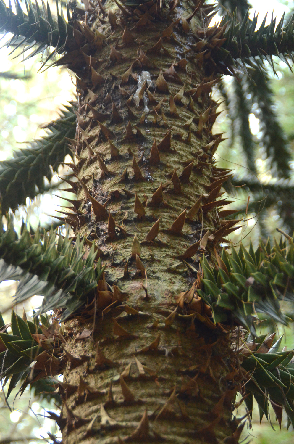 araucana Araucaria