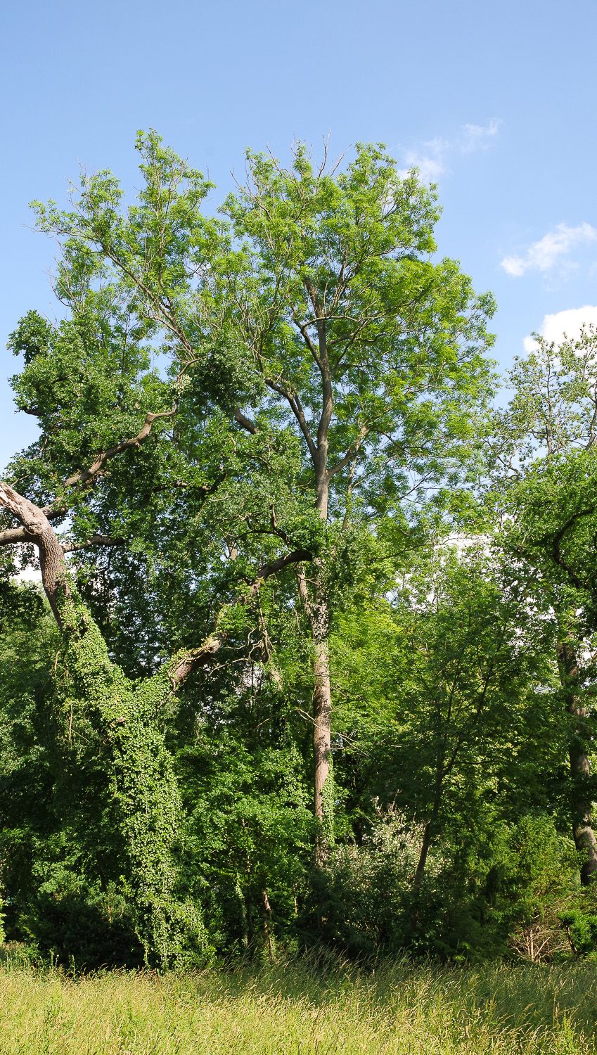 angustifolia Fraxinus