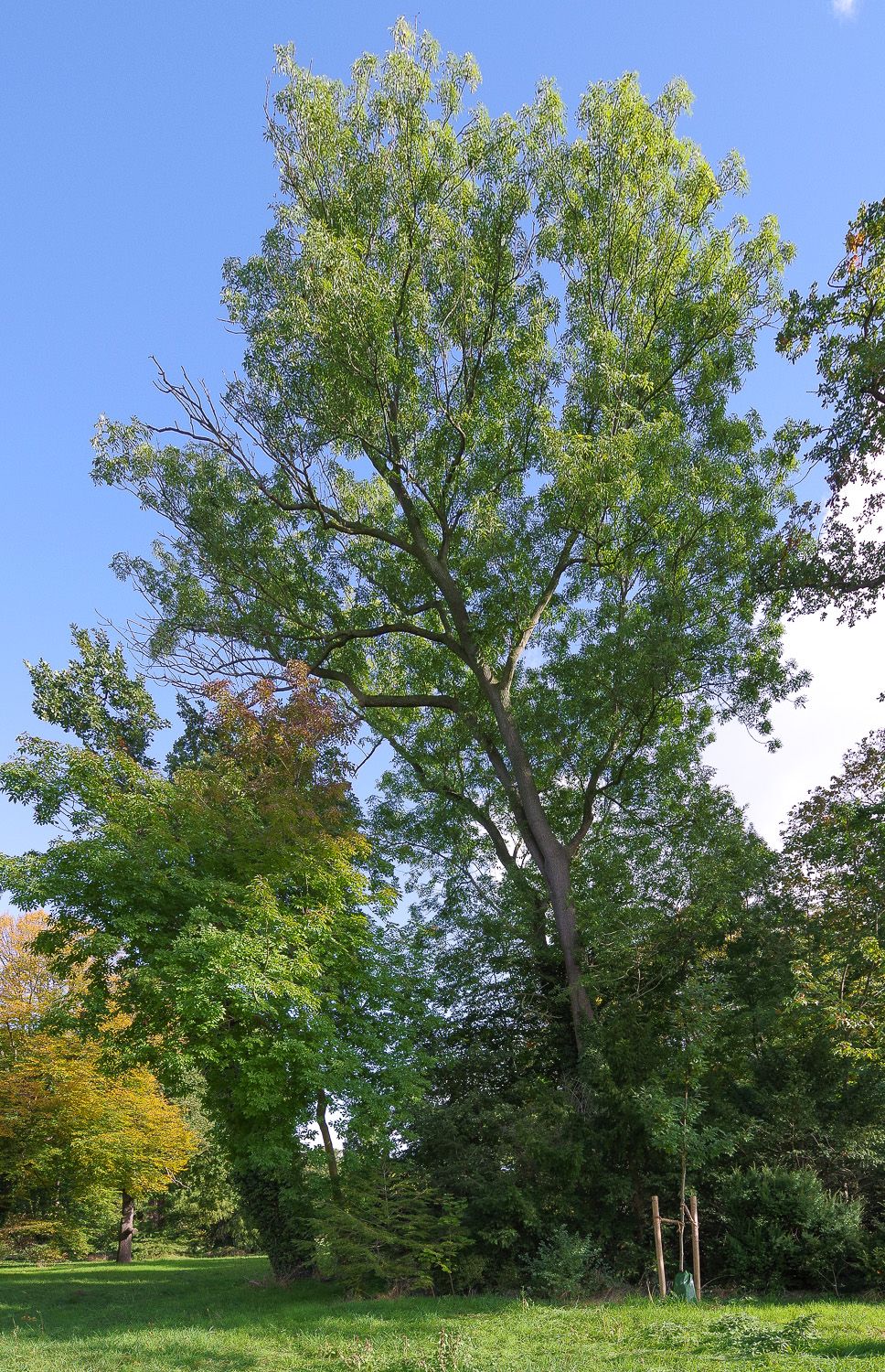 Schmalblättrige Esche - Potsdam - 2020