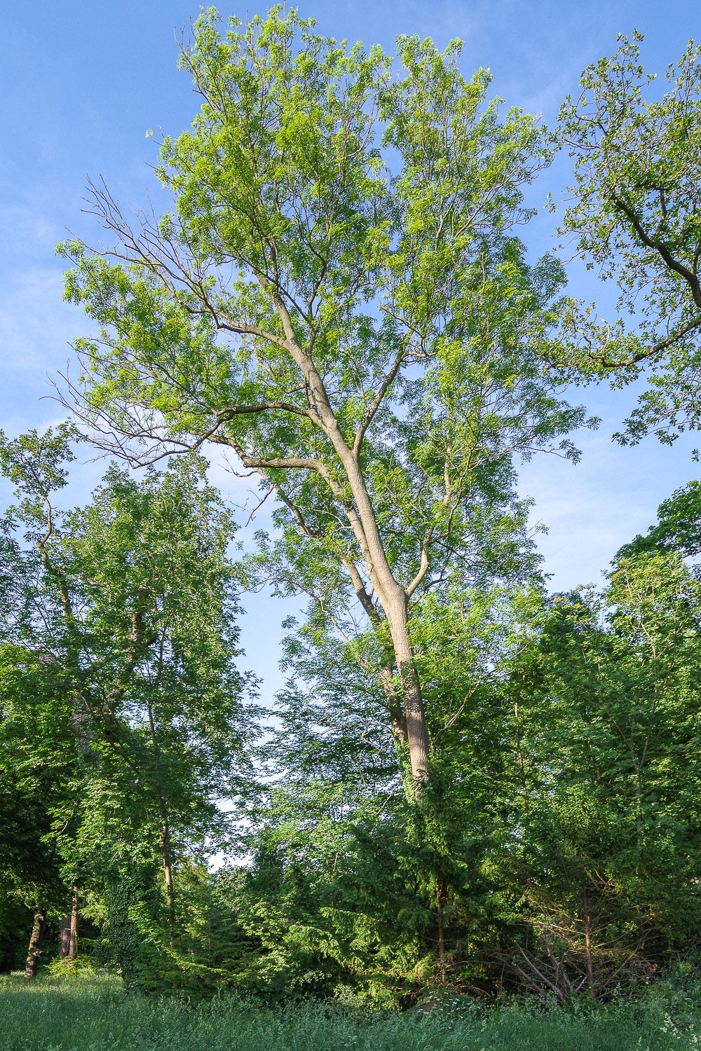 Schmalblättrige Esche - Potsdam - 2020