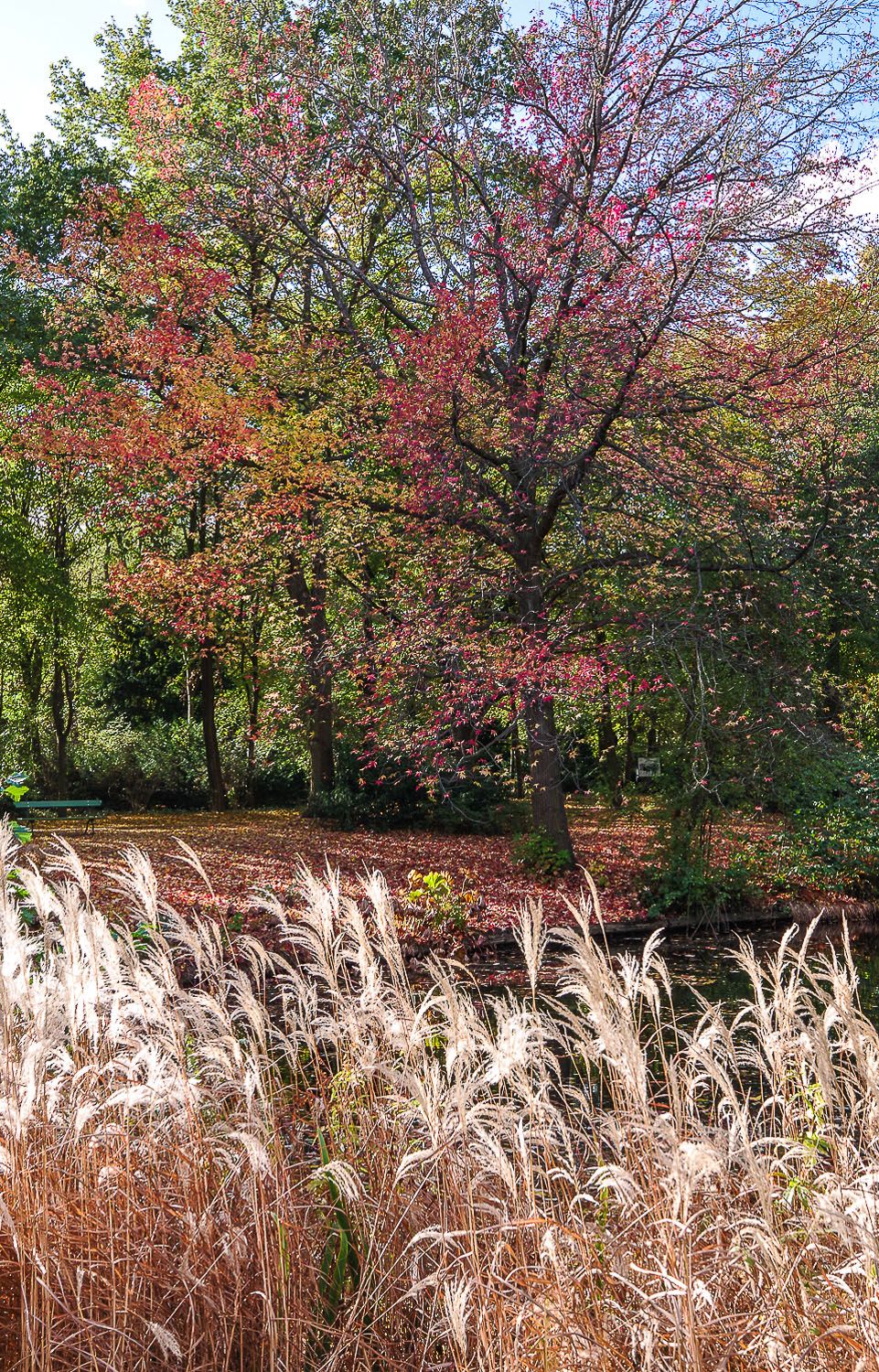 Liquidambar styraciflua