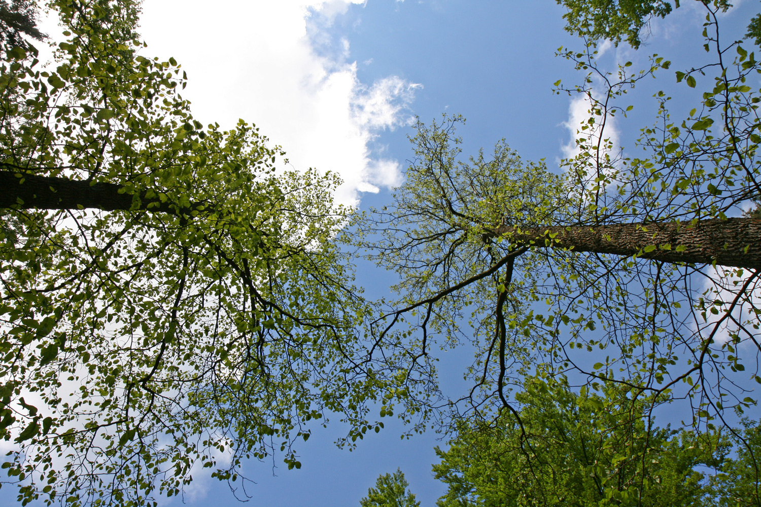 Magnolia acuminata - Bad Berneck - Mai 2014