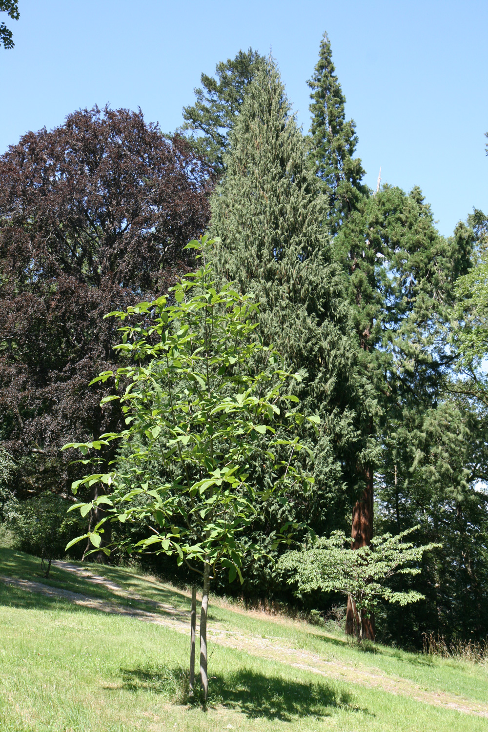 Magnolia obovata