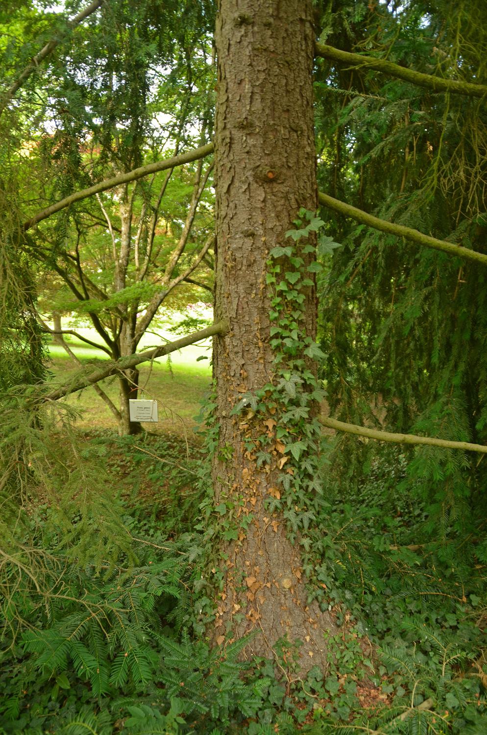 Picea glehnii - Stuttgart-Hohenheim - Juli 2023