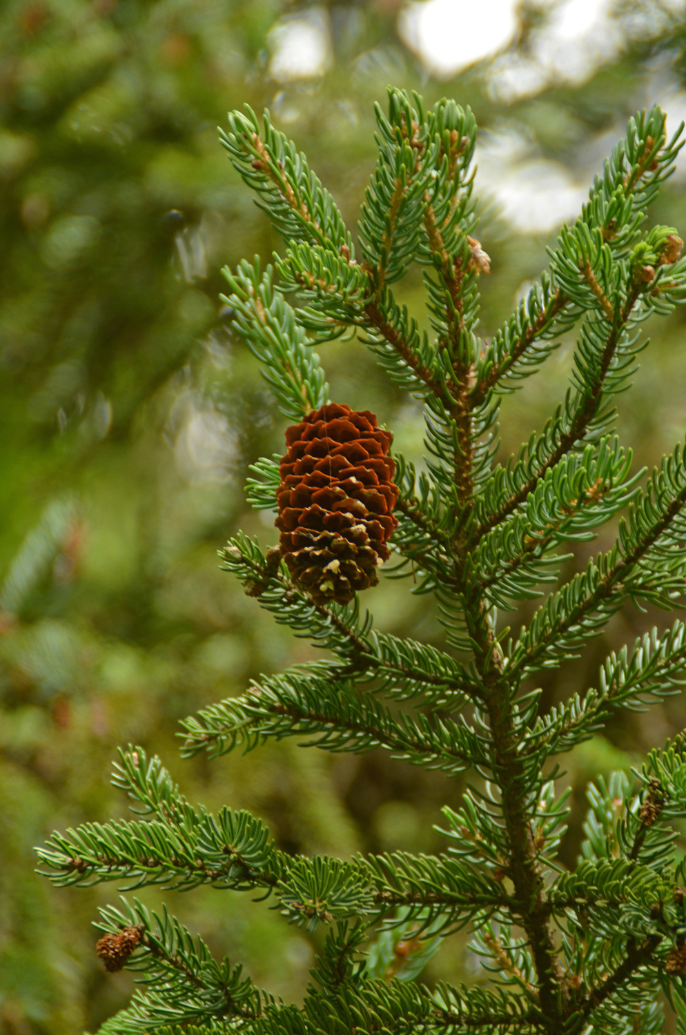 Picea glehnii - Stuttgart-Hohenheim - Juli 2023