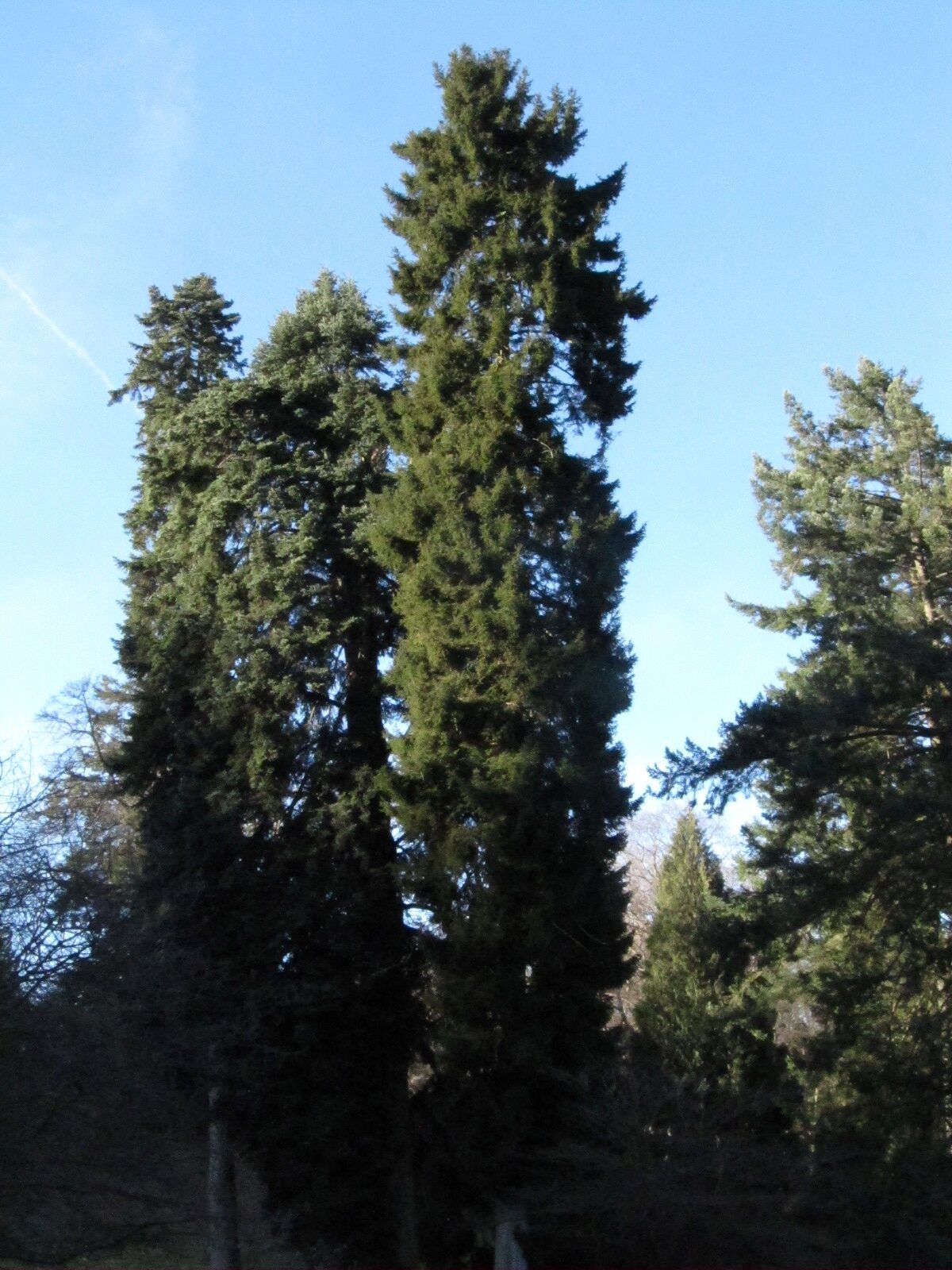 Picea orientalis - Schlosspark Molsberg - Jan. 2024