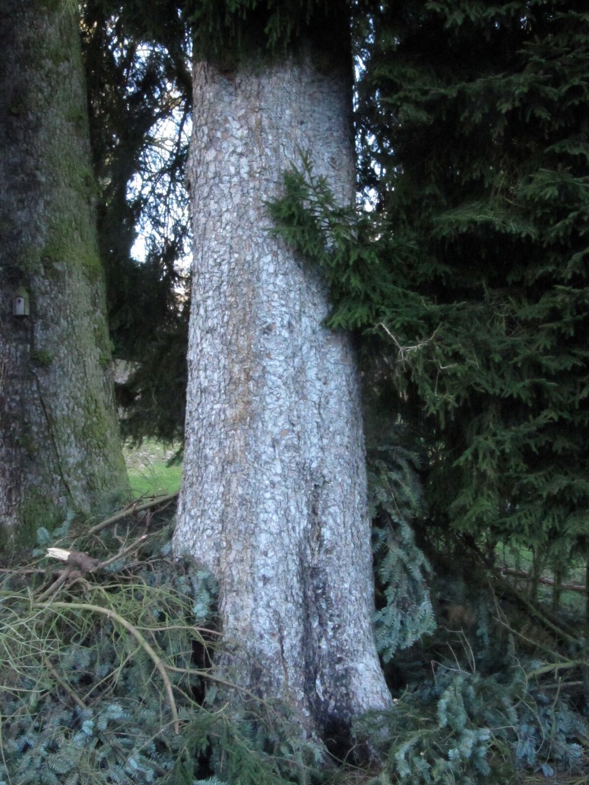 Picea orientalis - Schlosspark Molsberg - Jan. 2024