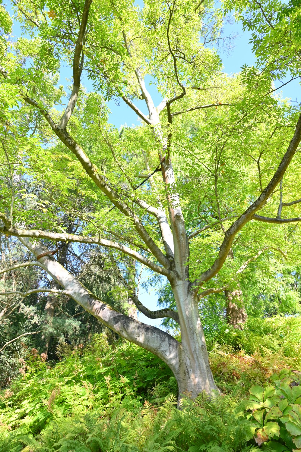 Magnolia kobus - Kassel, Karlsaue, Insel Siebenbergen - 2021