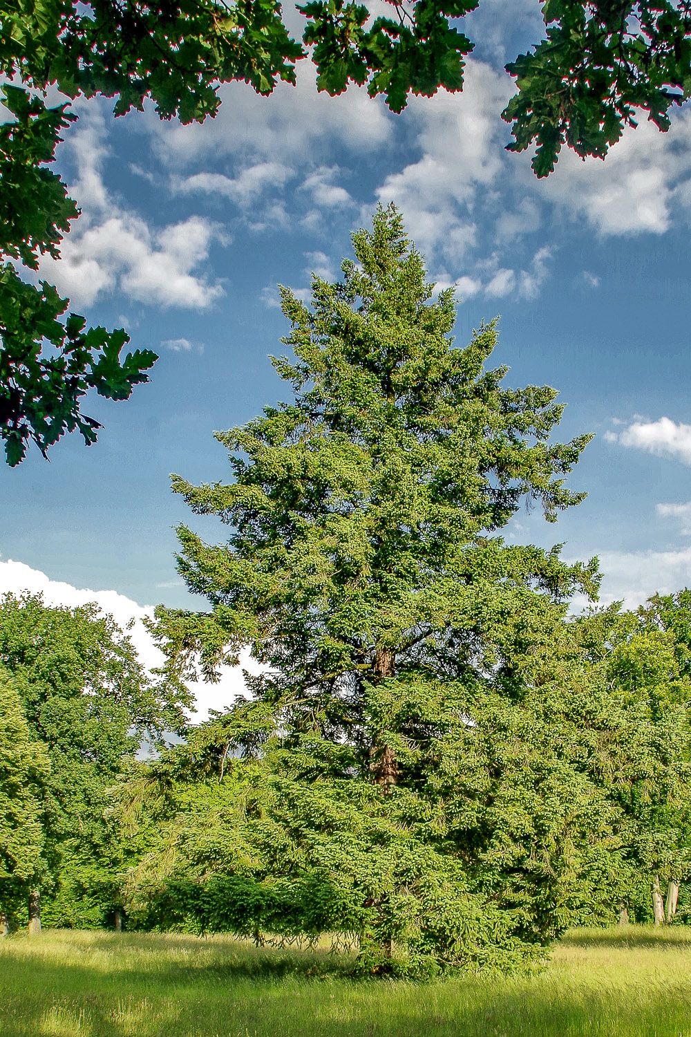 menziesii Pseudotsuga var. caesia
