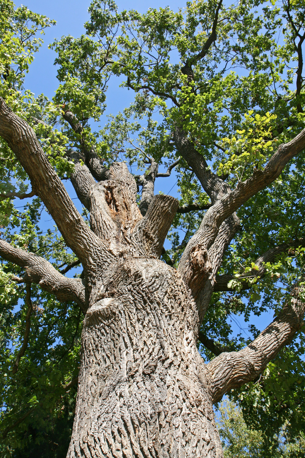 Quercus robur - Kassel - Sept. 2020