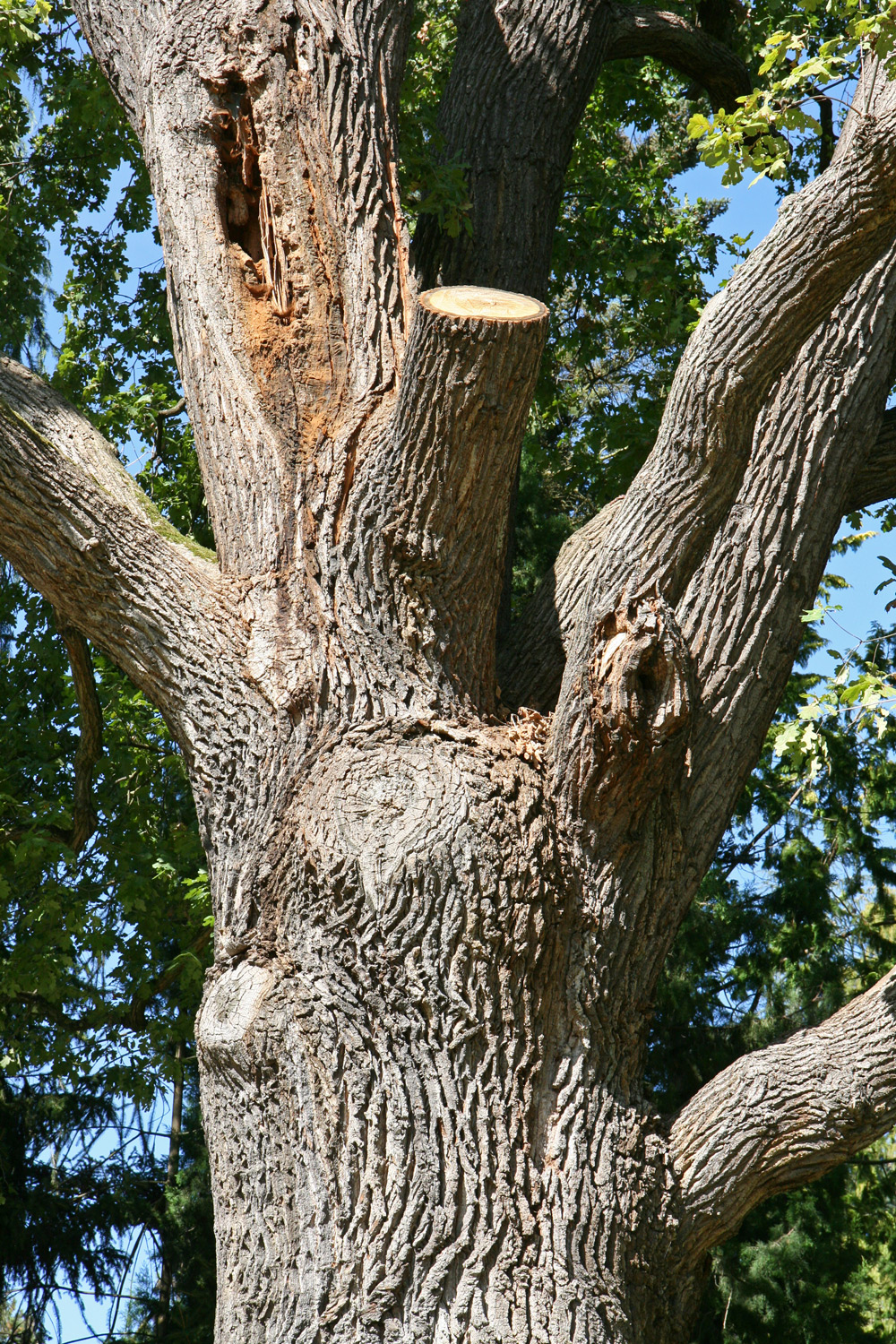Quercus robur - Kassel - Sept. 2020