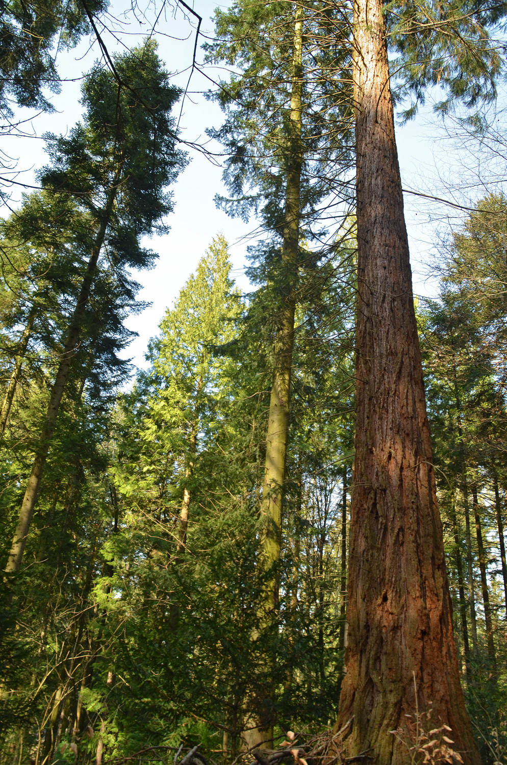 giganteum Sequoiadendron
