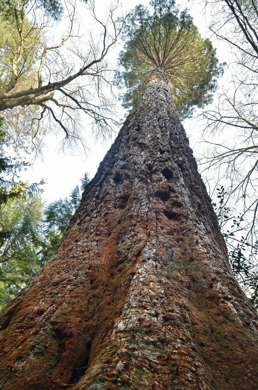 Sequoiadendron giganteum - Metzingen, Arboretum am Florian - März 2021