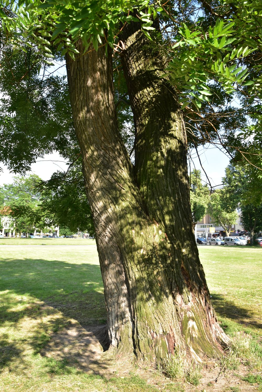 Styphnolobium japonicum - Berlin-Charlottenburg - 2017