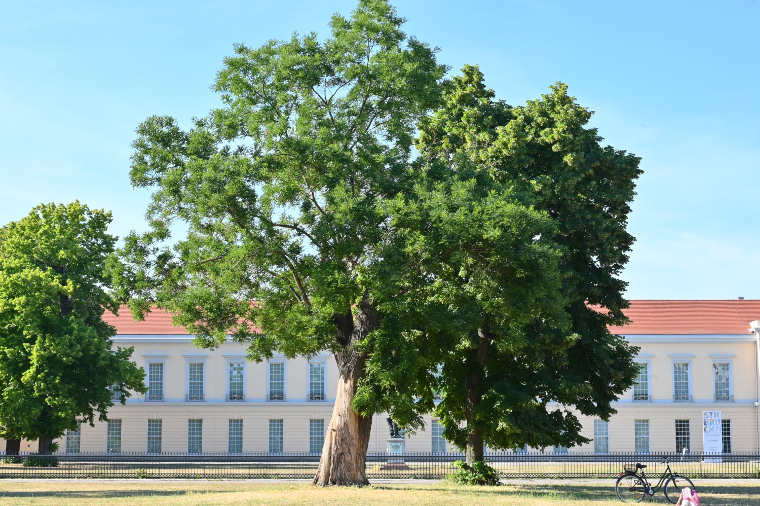 Styphnolobium japonicum - Berlin-Charlottenburg - 2022