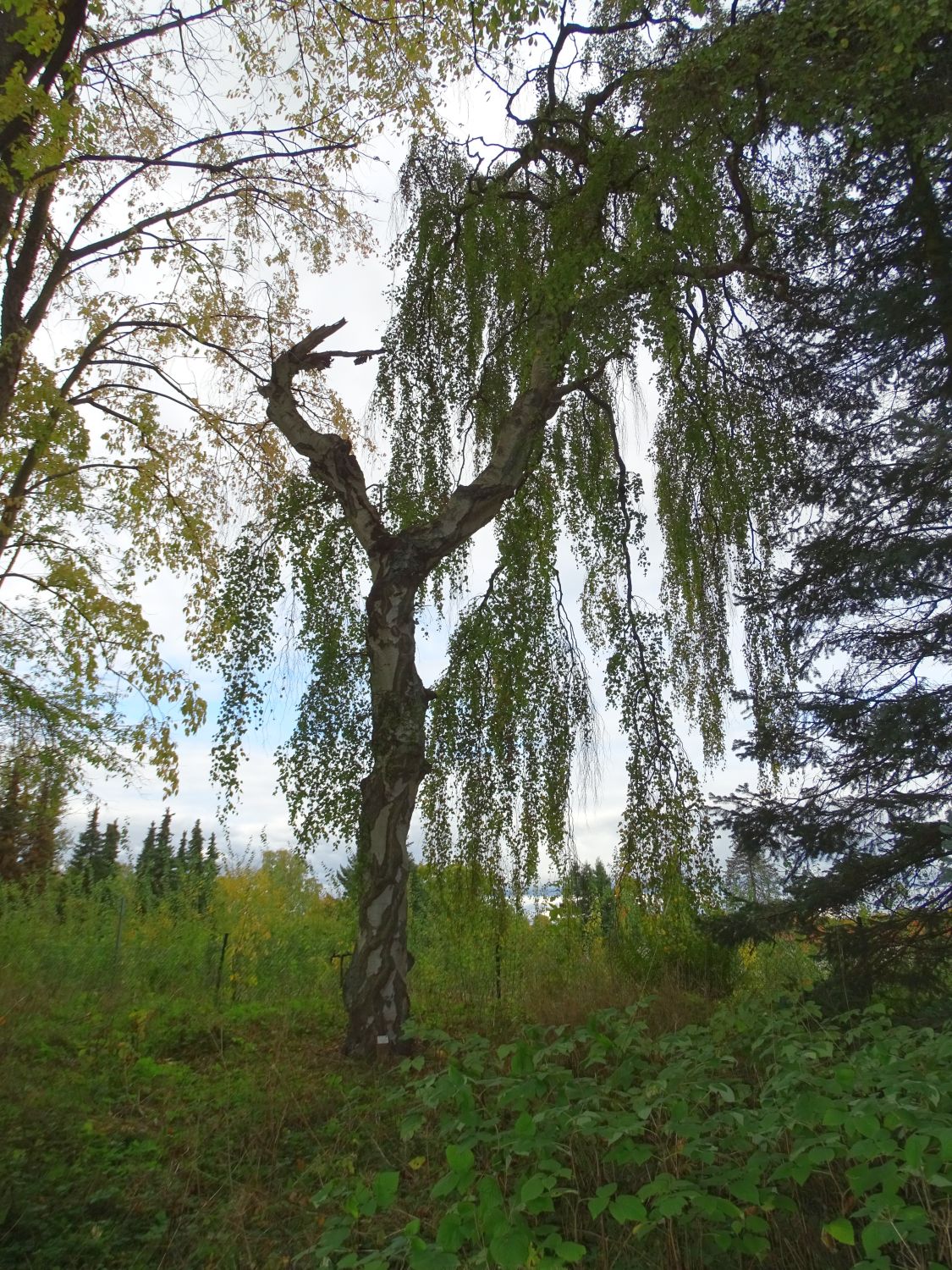'Youngii' Betula pendula