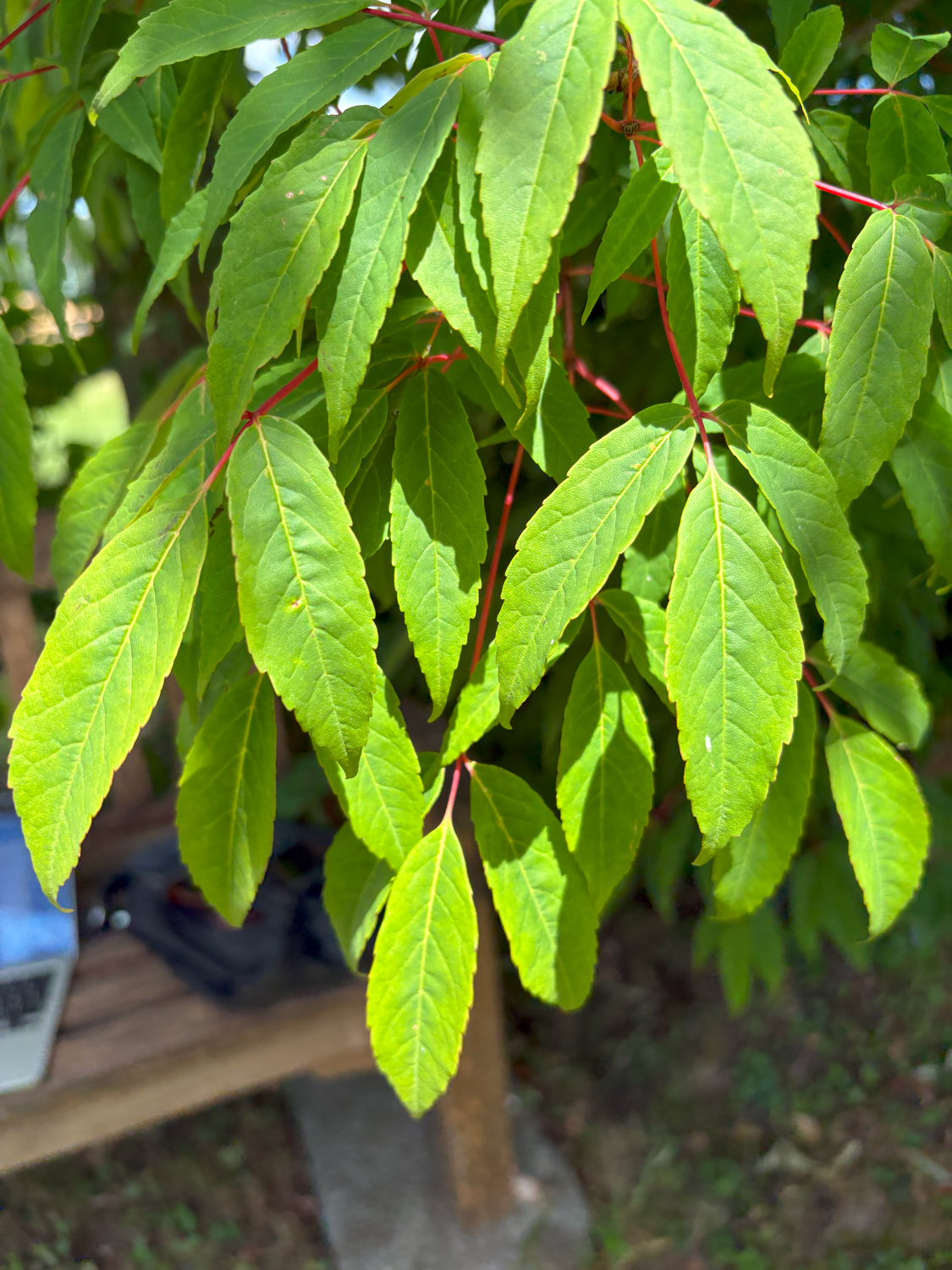 Acer mandshuricum - Kammlach, Höllberg 14 - Juni 2025