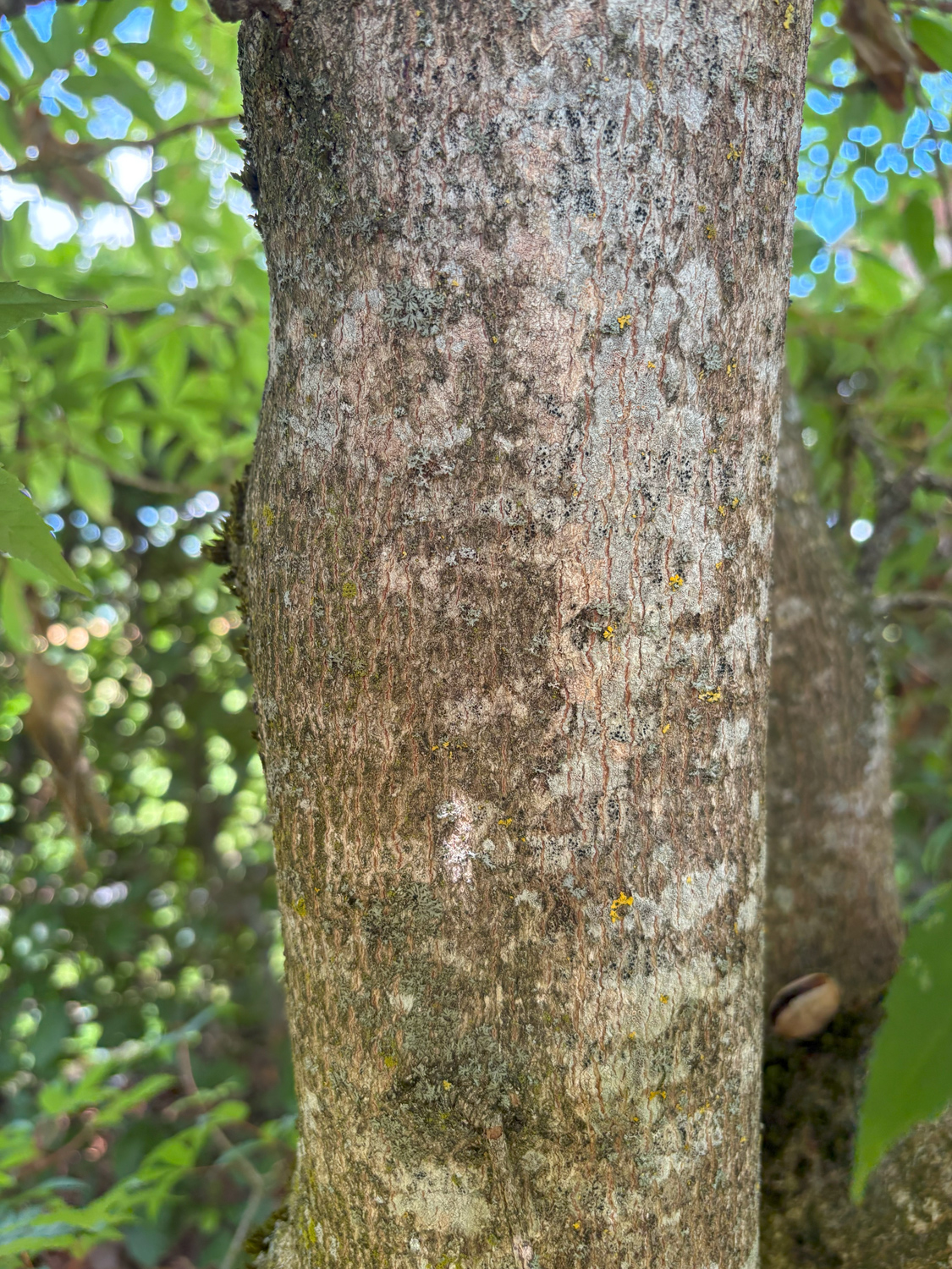 Acer mandshuricum - Kammlach, Höllberg 14 - Juni 2025